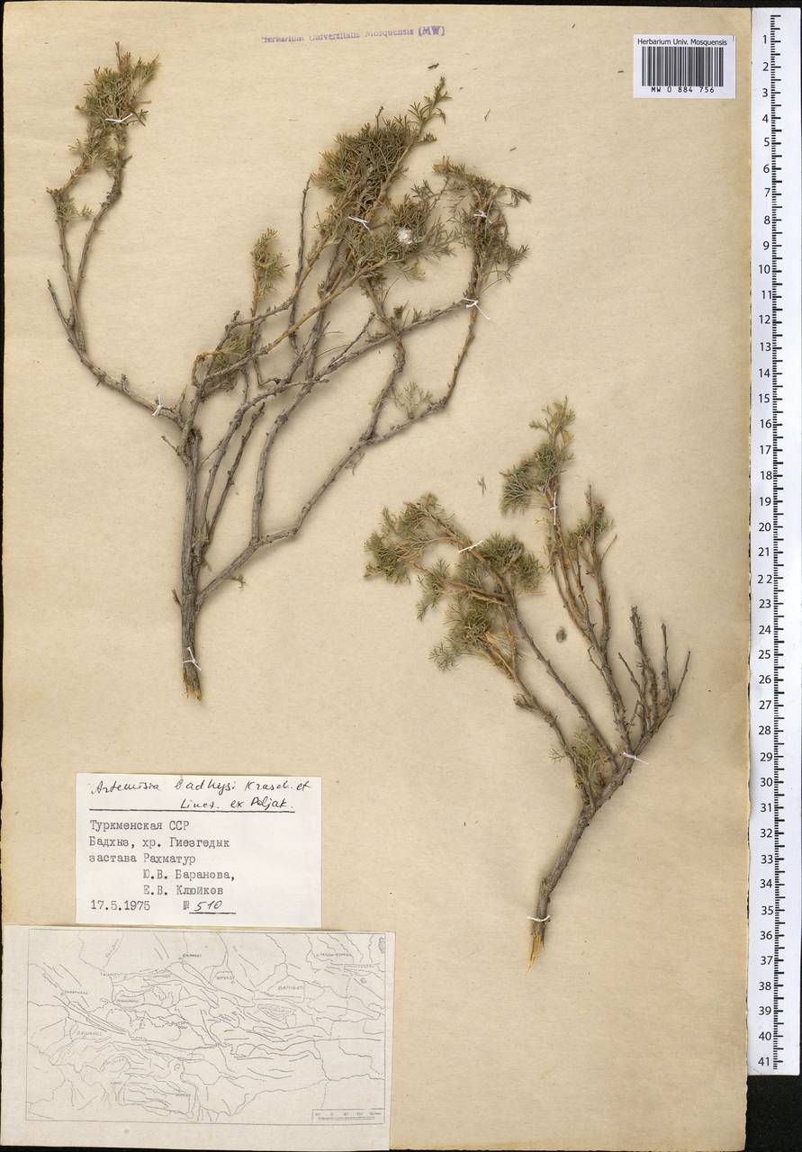 Artemisia badghysi Krasch. & Lincz. ex Poljak., Средняя Азия и Казахстан, Копетдаг, Бадхыз, Малый и Большой Балхан (M1) (Туркмения)