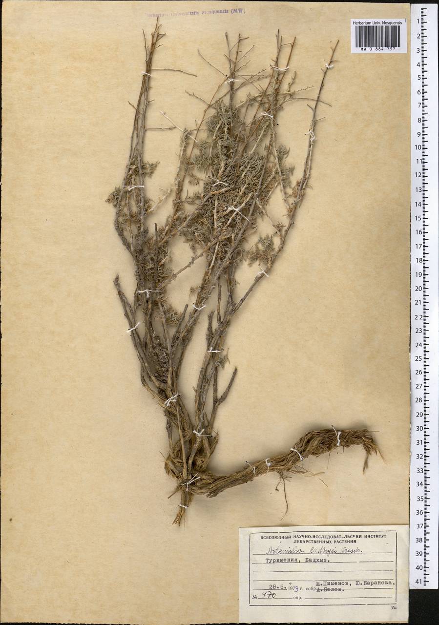 Artemisia badghysi Krasch. & Lincz. ex Poljak., Средняя Азия и Казахстан, Каракумы (M6) (Туркмения)