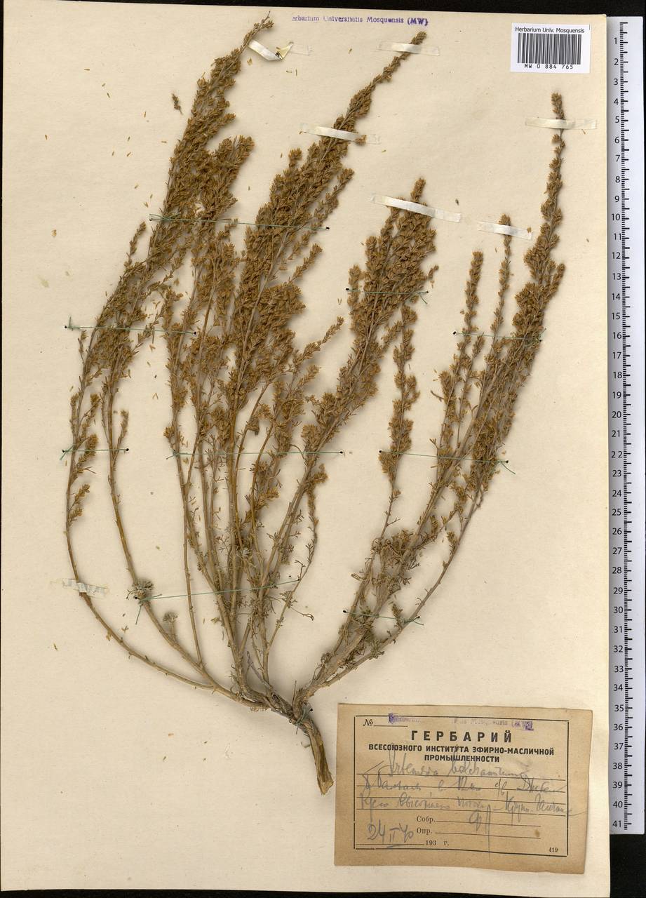 Seriphidium balchanorum (Krasch.) Poljak., Средняя Азия и Казахстан, Копетдаг, Бадхыз, Малый и Большой Балхан (M1) (Туркмения)