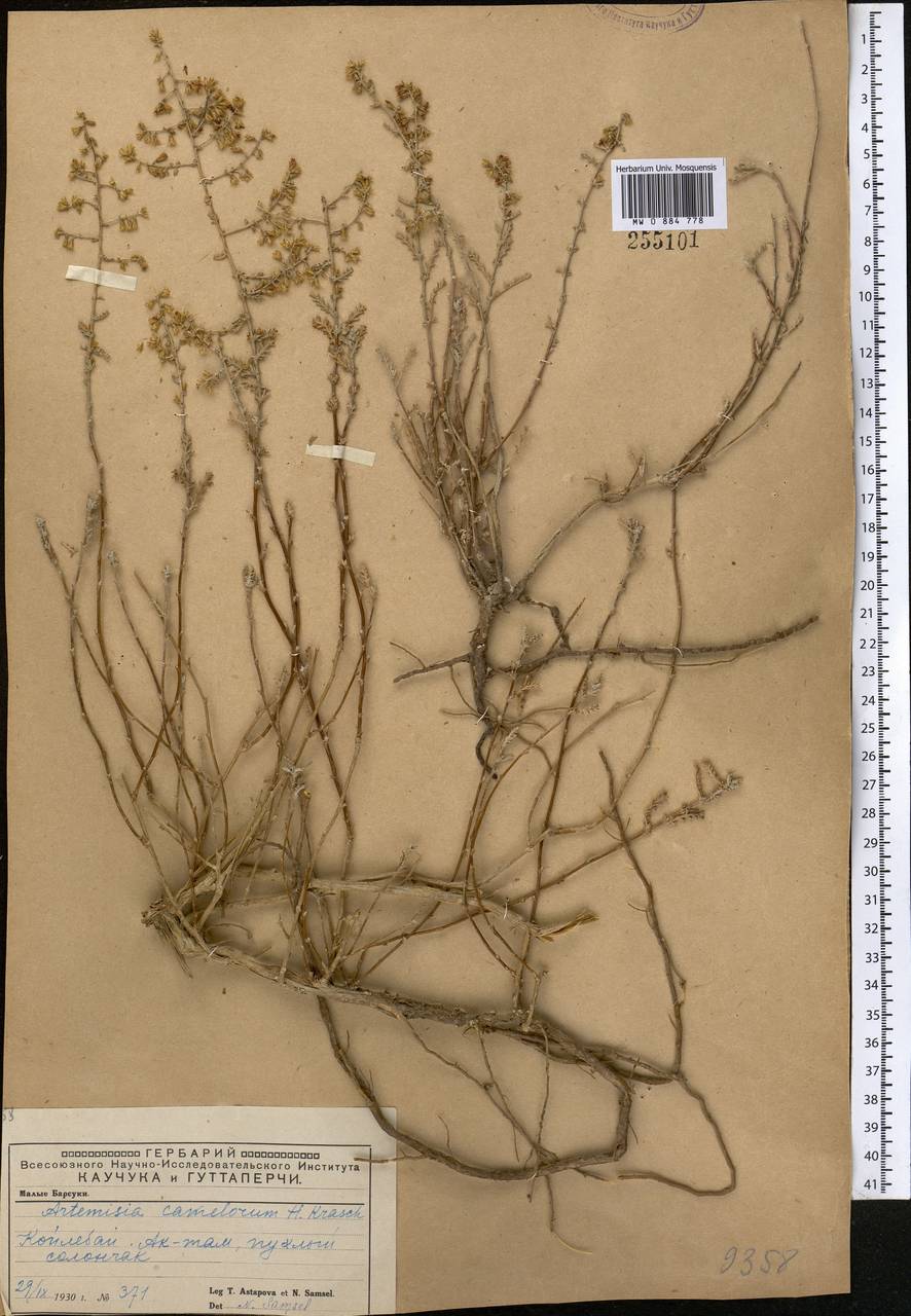 Seriphidium camelorum (Krasch.) Poljak., Средняя Азия и Казахстан, Прикаспийский Устюрт и Северное Приаралье (M8) (Казахстан)