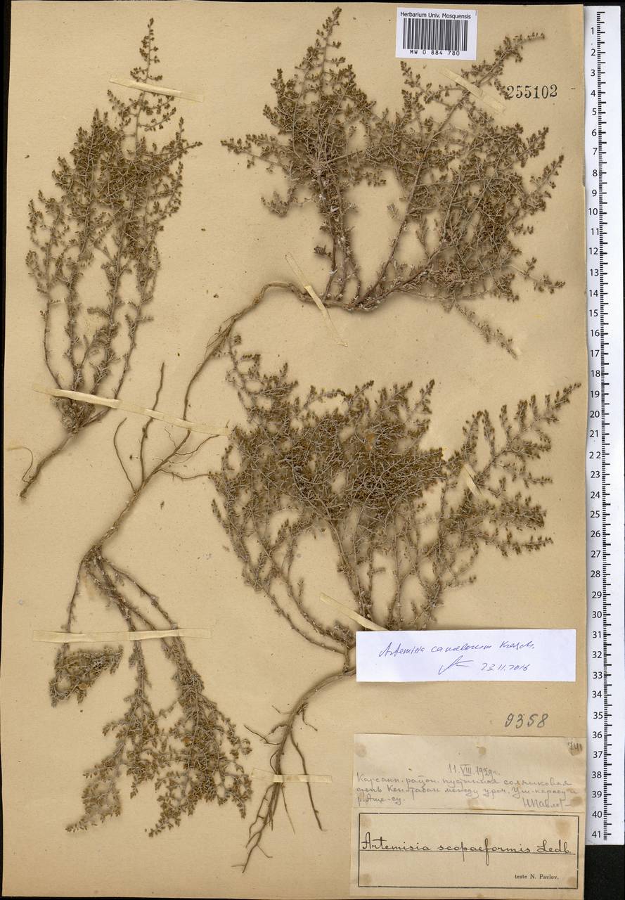 Seriphidium camelorum (Krasch.) Poljak., Средняя Азия и Казахстан, Муюнкумы, Прибалхашье и Бетпак-Дала (M9) (Казахстан)