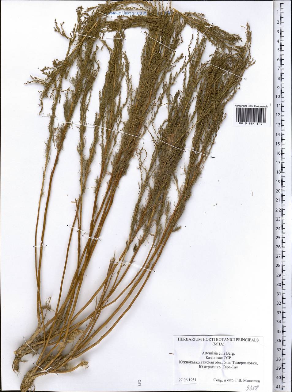 Полынь цитварная (Berg ex Poljakov) Poljakov, Средняя Азия и Казахстан, Западный Тянь-Шань и Каратау (M3) (Казахстан)