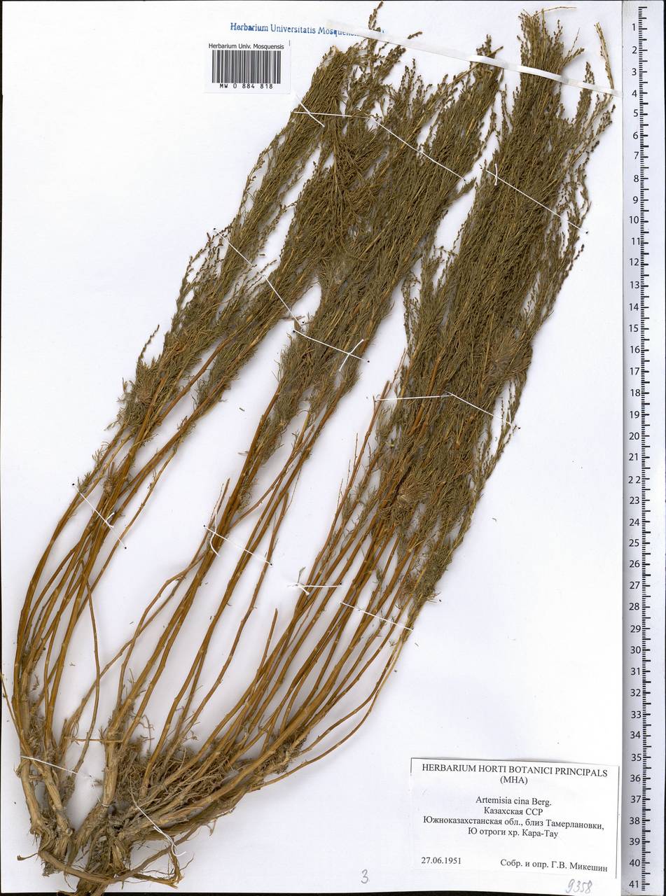 Полынь цитварная (Berg ex Poljakov) Poljakov, Средняя Азия и Казахстан, Западный Тянь-Шань и Каратау (M3) (Казахстан)