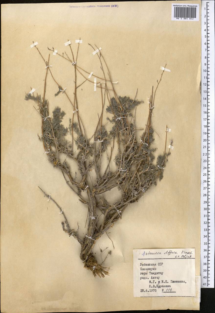Artemisia diffusa Krasch. ex Poljakov, Средняя Азия и Казахстан, Сырдарьинские пустыни и Кызылкумы (M7) (Узбекистан)