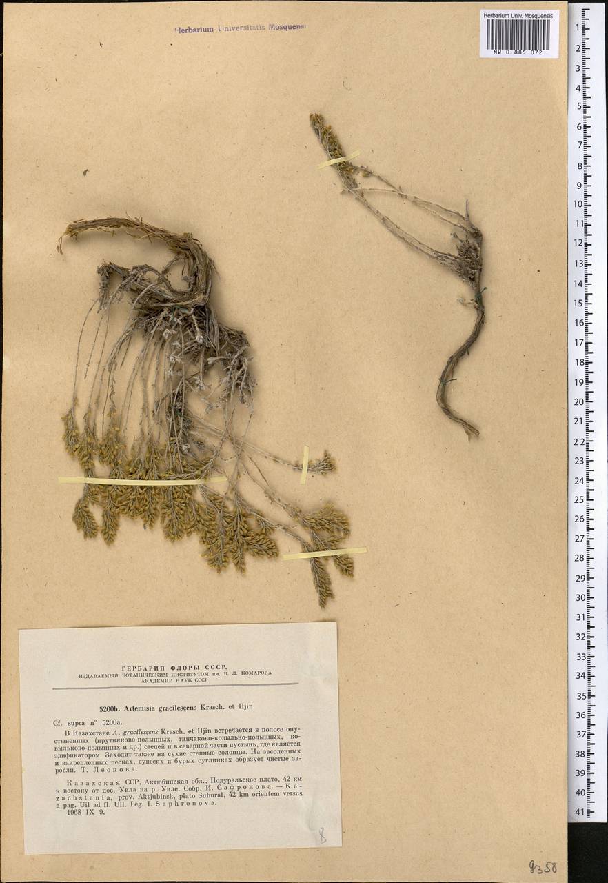Полынь тонковатая Krasch. & Iljin, Средняя Азия и Казахстан, Прикаспийский Устюрт и Северное Приаралье (M8) (Казахстан)