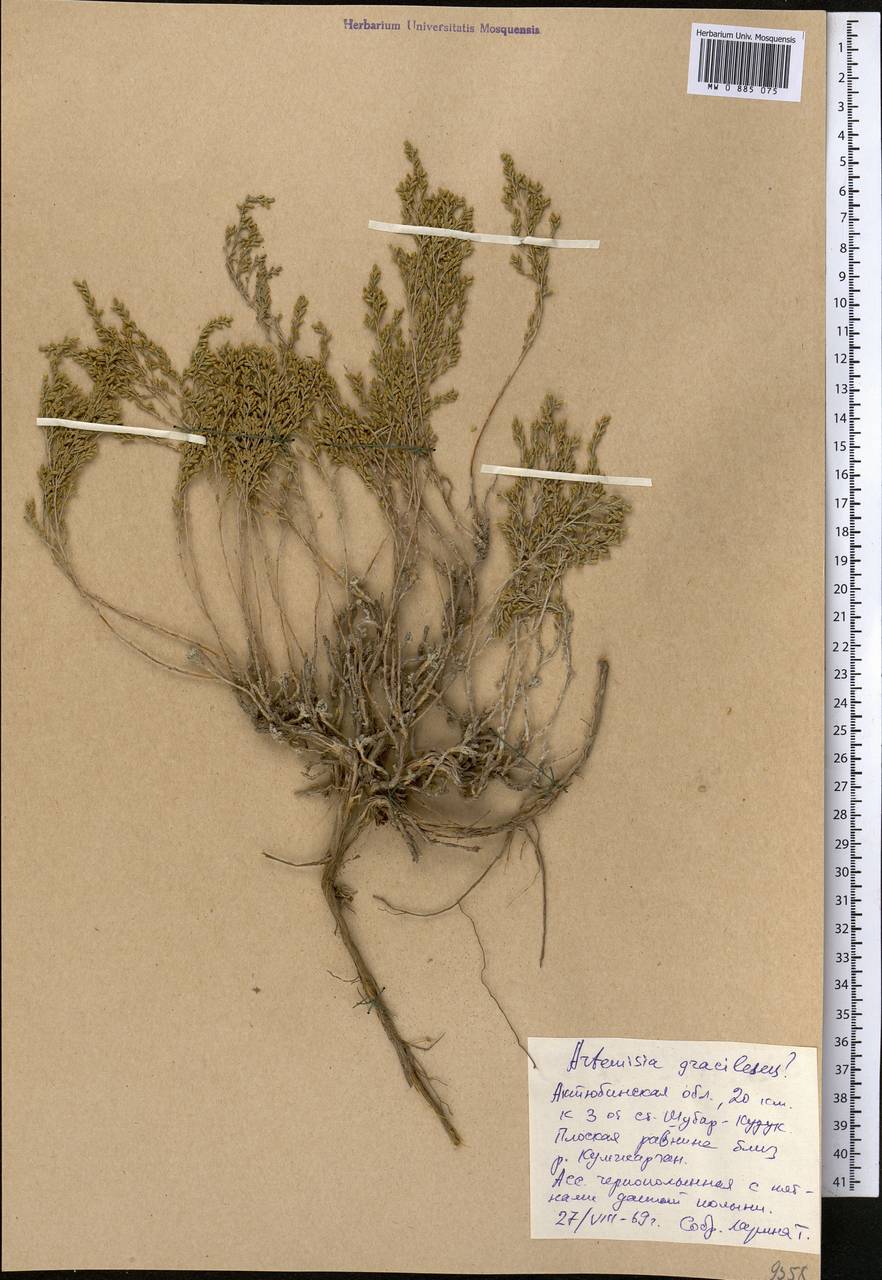 Полынь тонковатая Krasch. & Iljin, Средняя Азия и Казахстан, Прикаспийский Устюрт и Северное Приаралье (M8) (Казахстан)