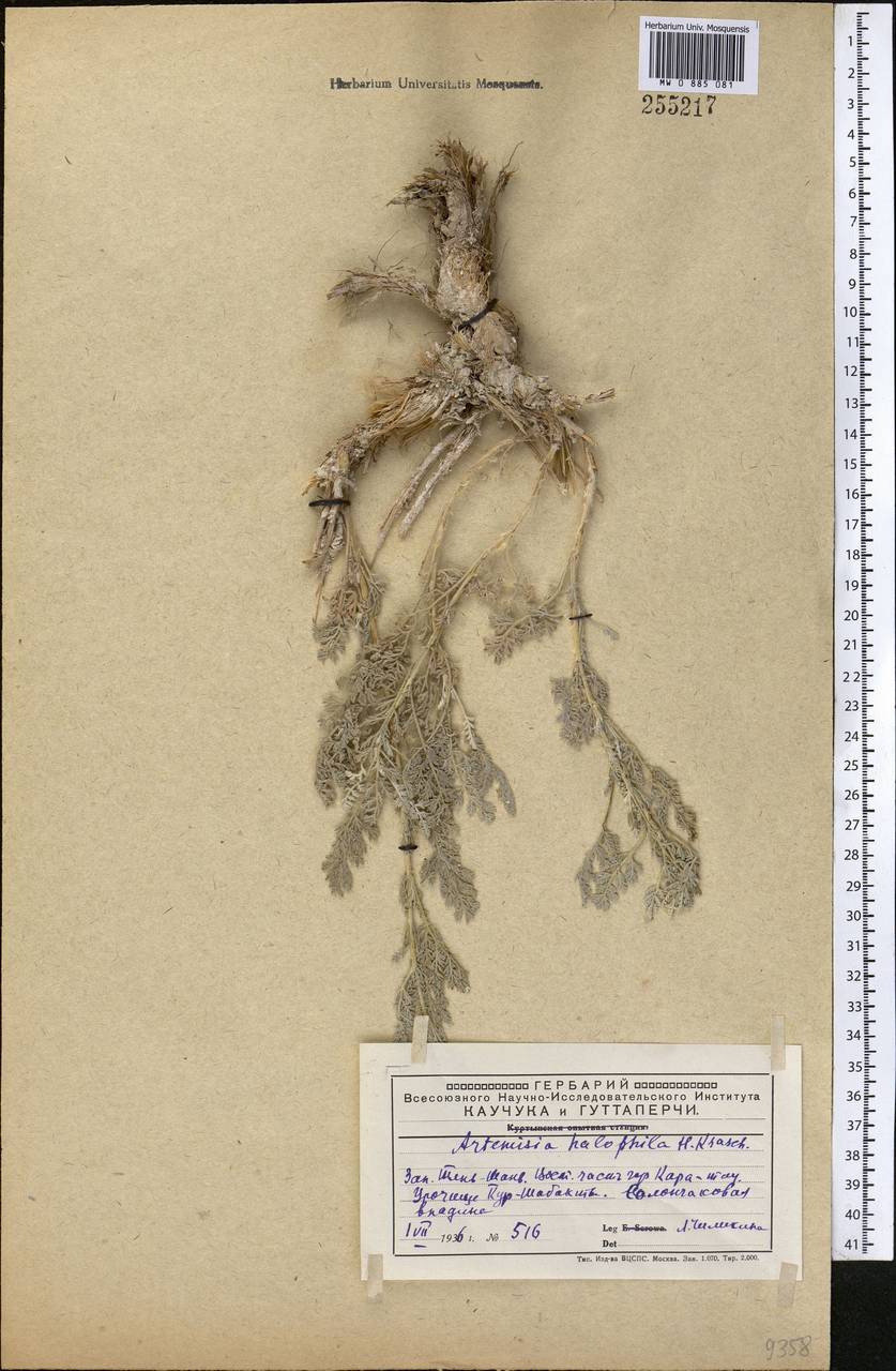 Seriphidium halophilum (Krasch.) Poljak., Средняя Азия и Казахстан, Западный Тянь-Шань и Каратау (M3) (Казахстан)