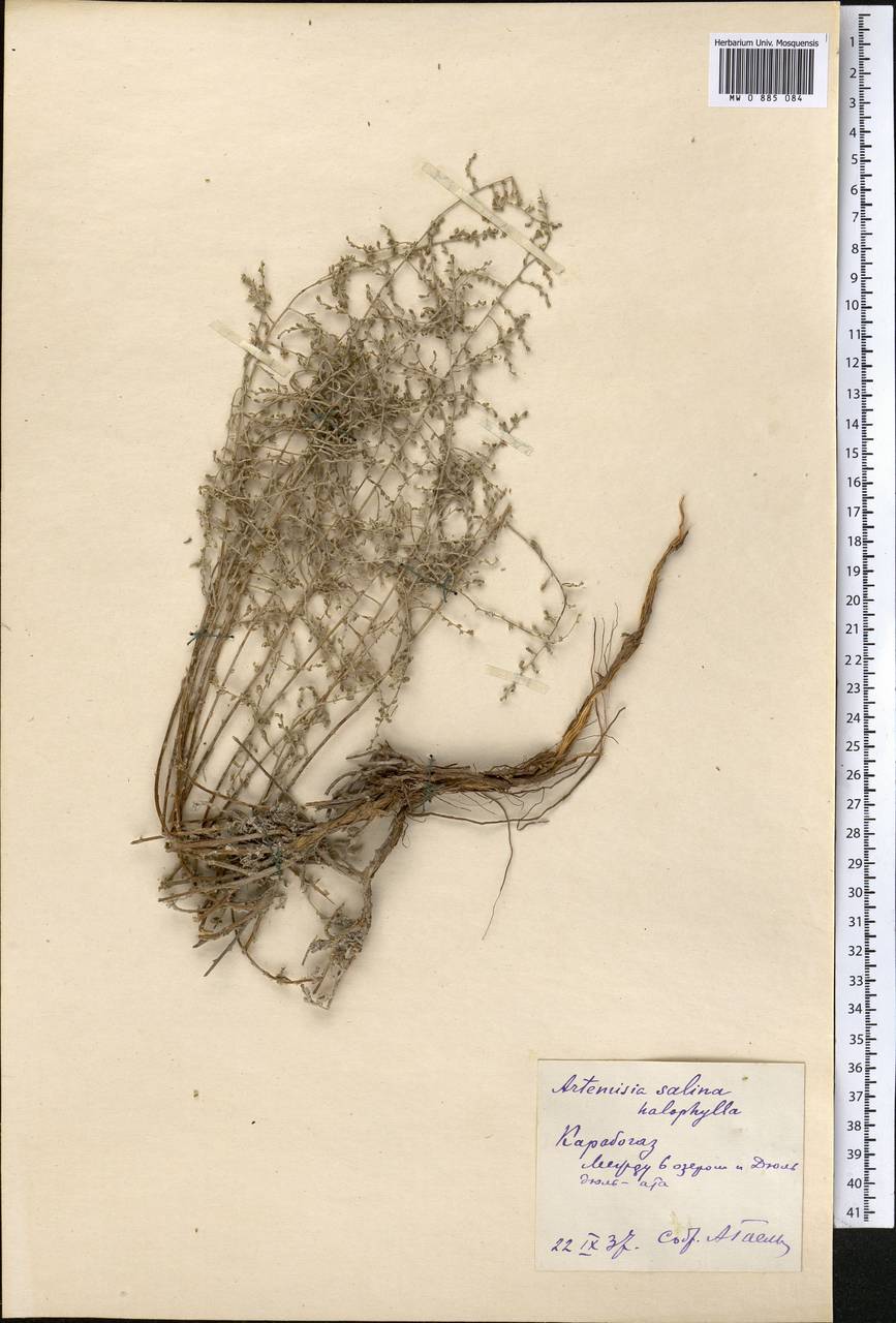 Seriphidium halophilum (Krasch.) Poljak., Средняя Азия и Казахстан, Каракумы (M6) (Туркмения)