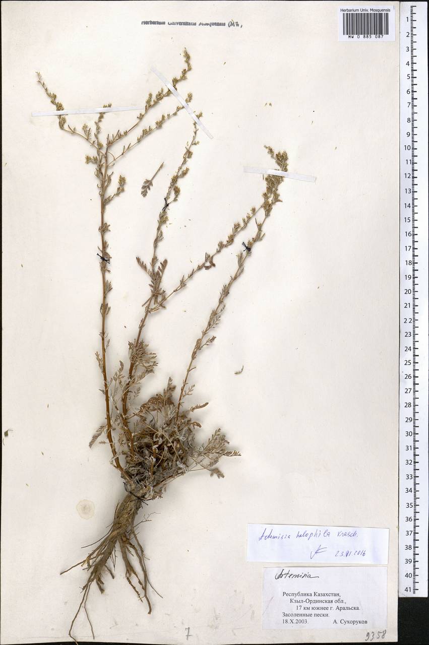 Seriphidium halophilum (Krasch.) Poljak., Средняя Азия и Казахстан, Сырдарьинские пустыни и Кызылкумы (M7) (Казахстан)