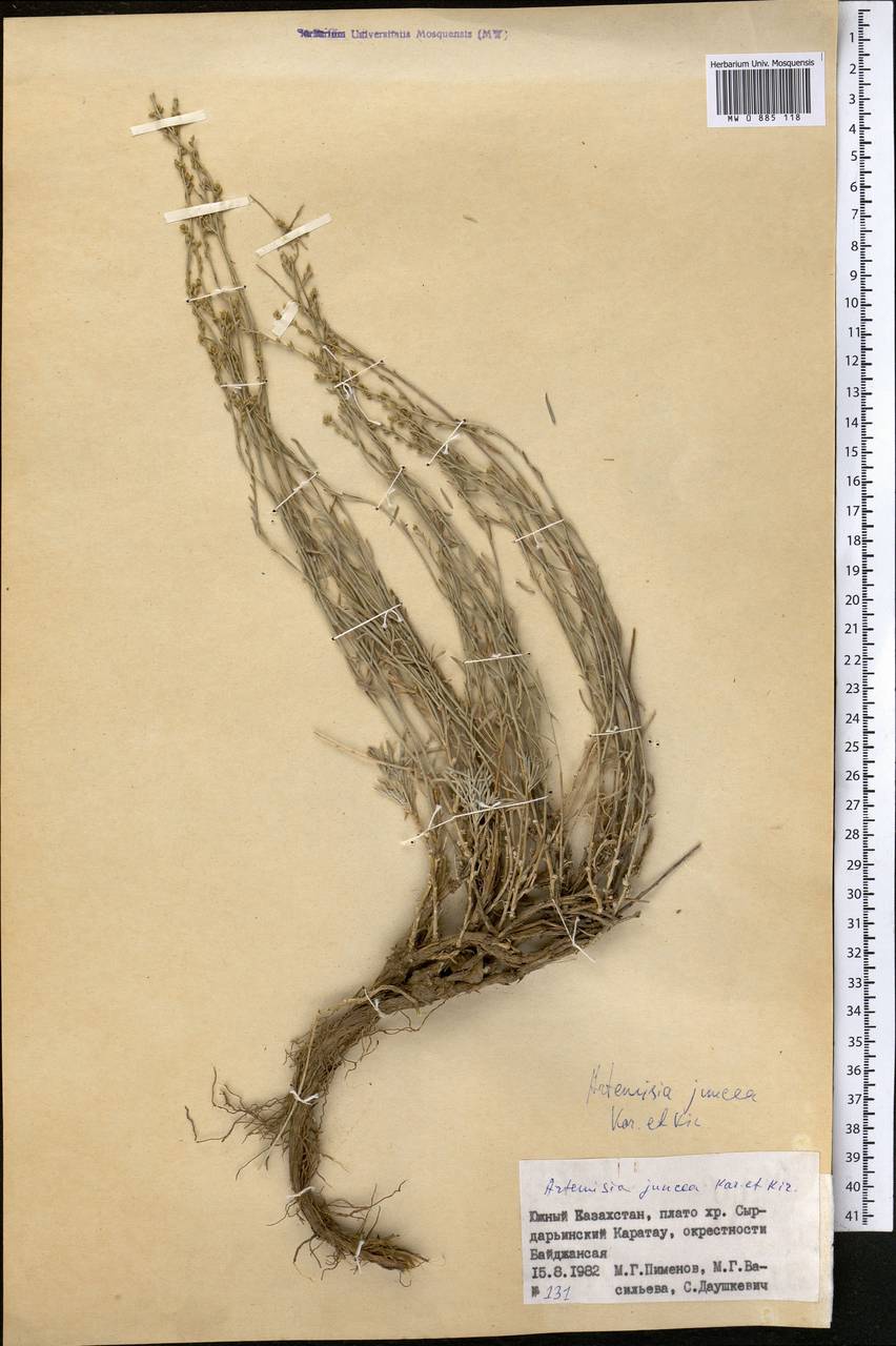Полынь ситниковидная Kar. & Kir., Средняя Азия и Казахстан, Западный Тянь-Шань и Каратау (M3) (Казахстан)