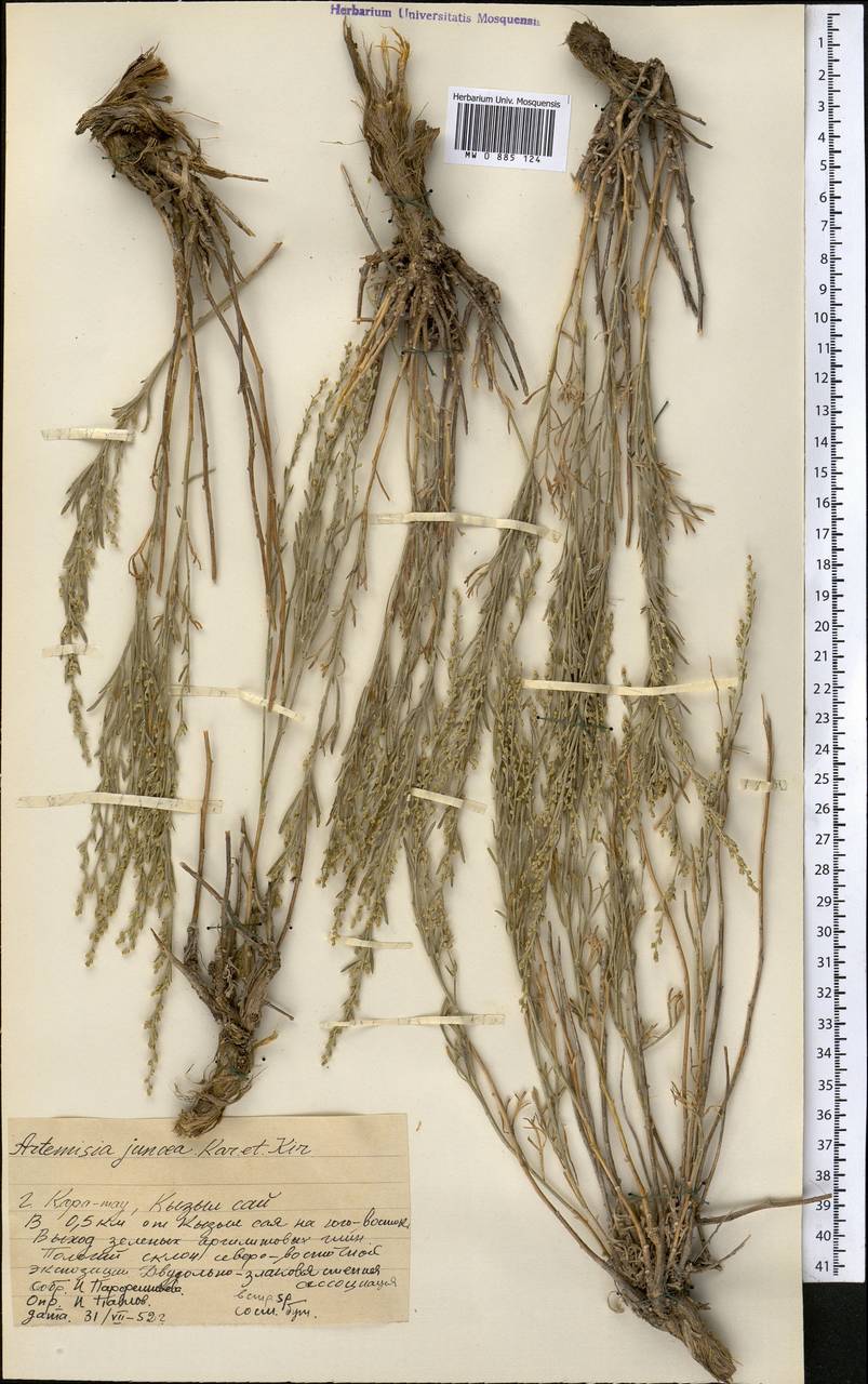 Полынь ситниковидная Kar. & Kir., Средняя Азия и Казахстан, Западный Тянь-Шань и Каратау (M3) (Казахстан)