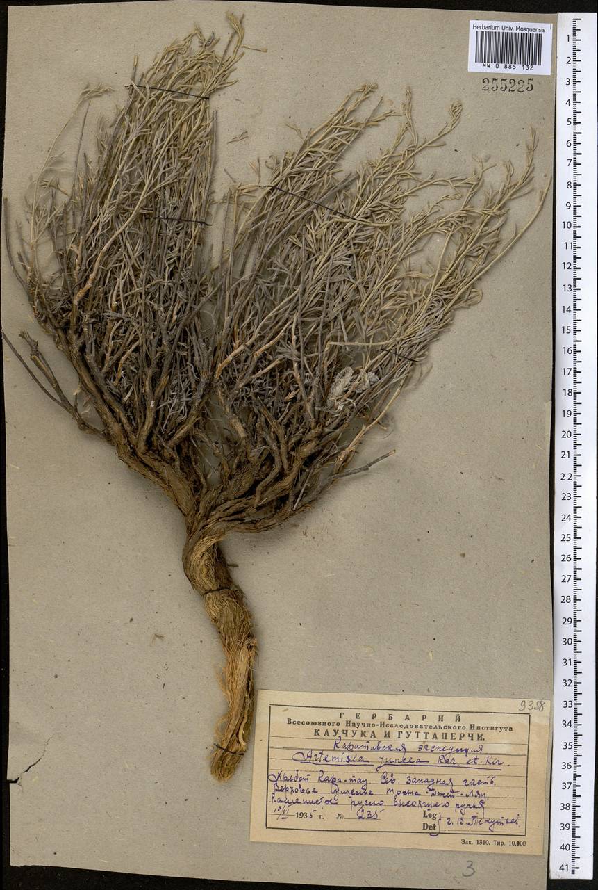 Полынь ситниковидная Kar. & Kir., Средняя Азия и Казахстан, Западный Тянь-Шань и Каратау (M3) (Казахстан)