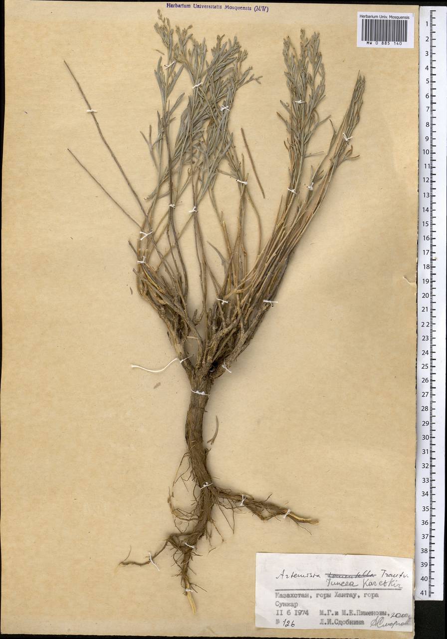Полынь ситниковидная Kar. & Kir., Средняя Азия и Казахстан, Джунгарский Алатау и Тарбагатай (M5) (Казахстан)