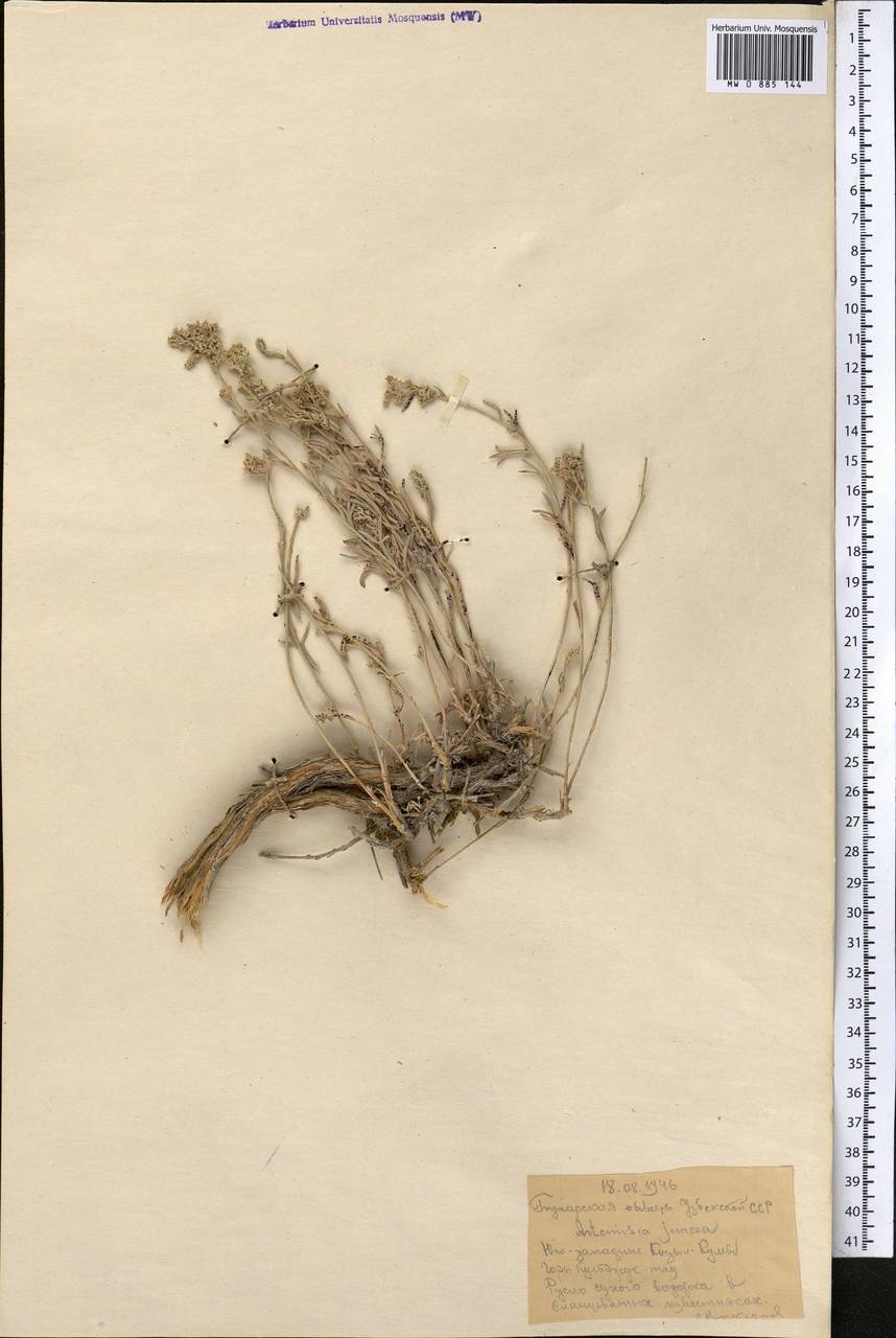 Полынь ситниковидная Kar. & Kir., Средняя Азия и Казахстан, Каракумы (M6) (Туркмения)