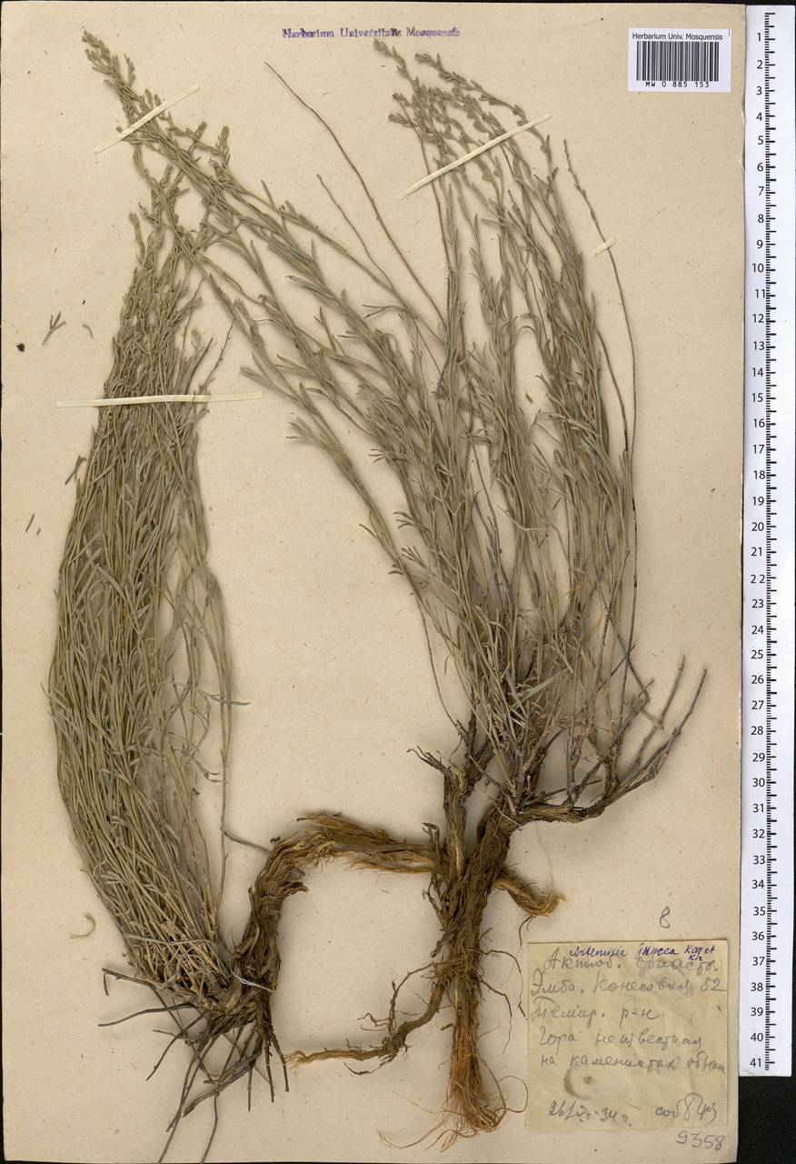 Полынь ситниковидная Kar. & Kir., Средняя Азия и Казахстан, Прикаспийский Устюрт и Северное Приаралье (M8) (Казахстан)
