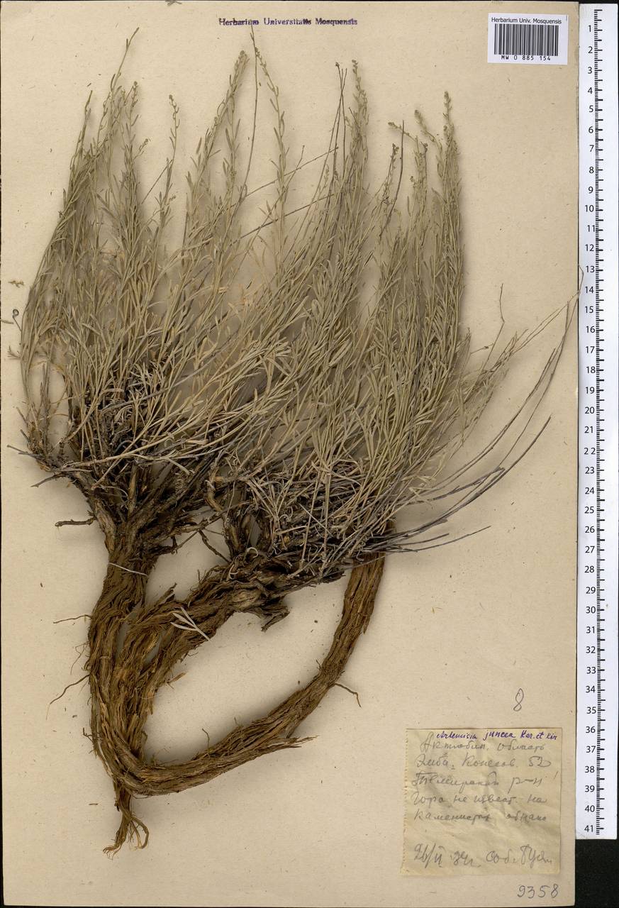 Полынь ситниковидная Kar. & Kir., Средняя Азия и Казахстан, Прикаспийский Устюрт и Северное Приаралье (M8) (Казахстан)