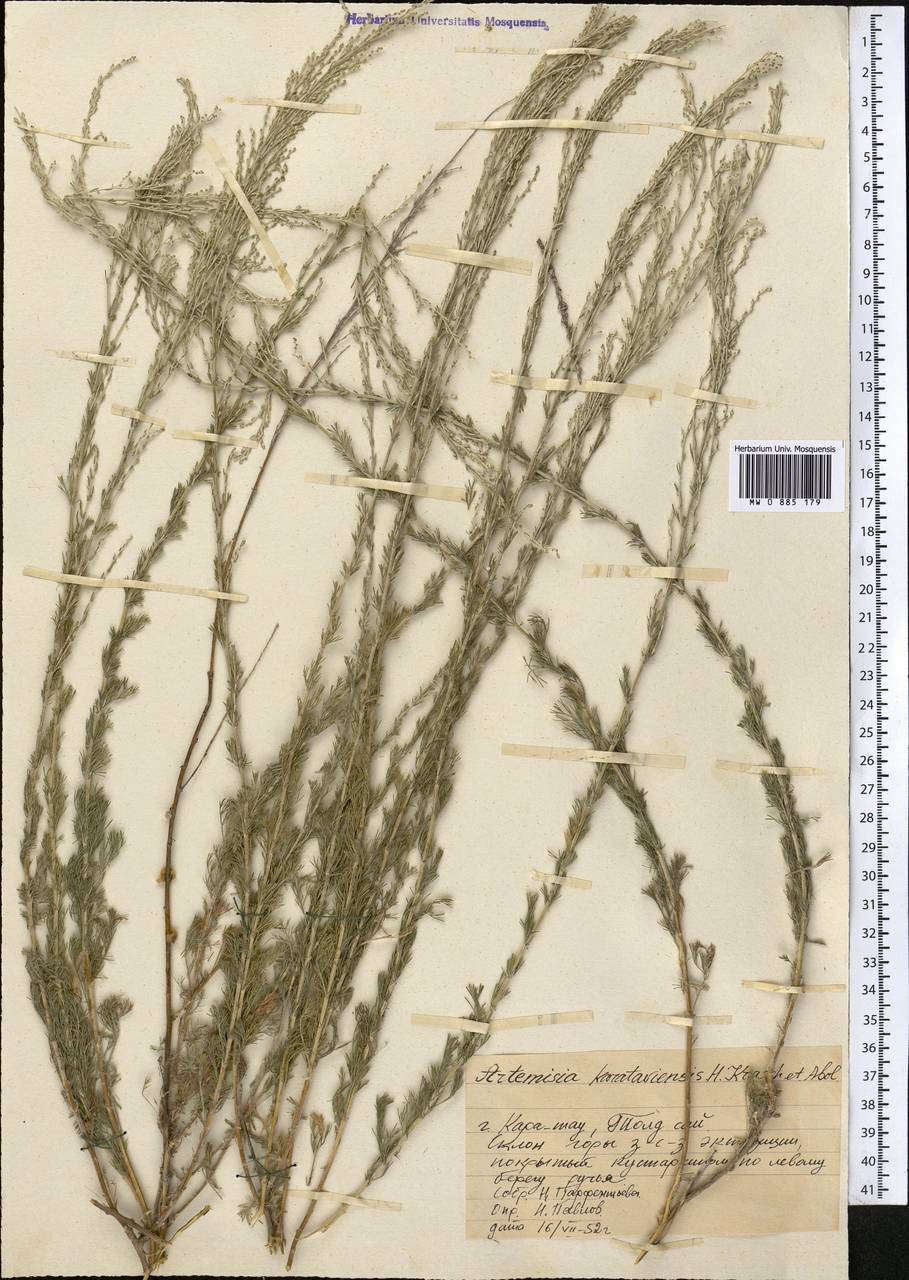 Полынь каратавская (Krasch. & Abolin ex Poljakov) Ling & Y.R. Ling, Средняя Азия и Казахстан, Западный Тянь-Шань и Каратау (M3) (Казахстан)