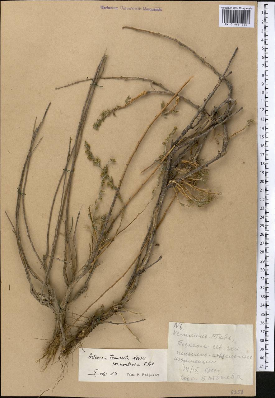 Полынь каратавская (Krasch. & Abolin ex Poljakov) Ling & Y.R. Ling, Средняя Азия и Казахстан, Западный Тянь-Шань и Каратау (M3) (Киргизия)