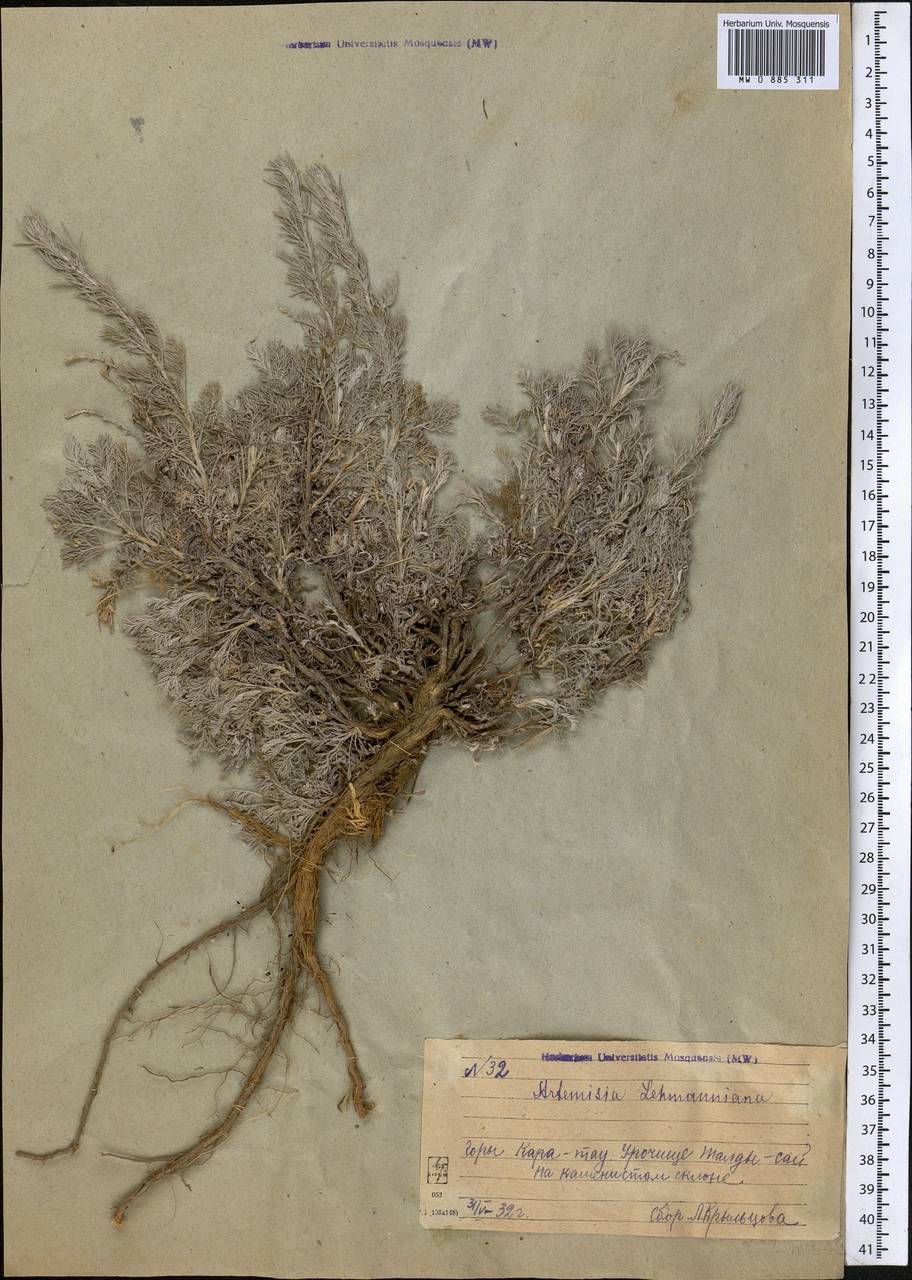 Полынь Лемана Bunge, Средняя Азия и Казахстан, Западный Тянь-Шань и Каратау (M3) (Казахстан)