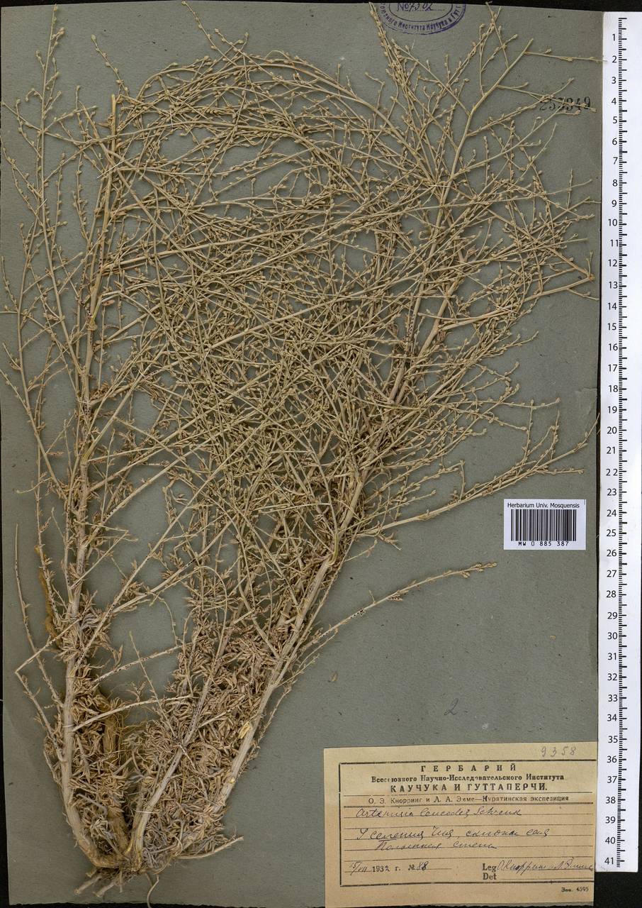 Полынь беловатая (Schrenk) Poljak., Средняя Азия и Казахстан, Памир и Памиро-Алай (M2) (Узбекистан)