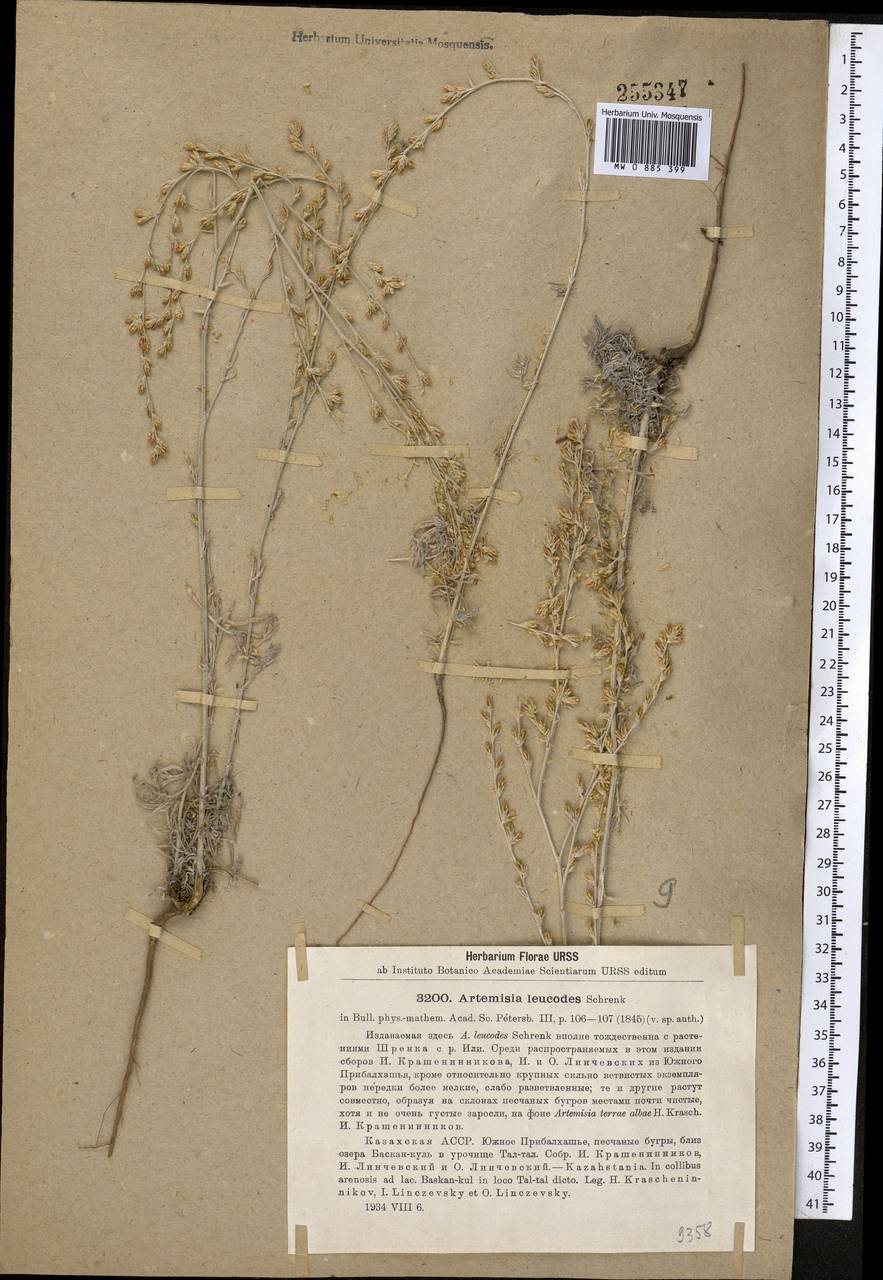 Полынь беловатая (Schrenk) Poljak., Средняя Азия и Казахстан, Муюнкумы, Прибалхашье и Бетпак-Дала (M9) (Казахстан)
