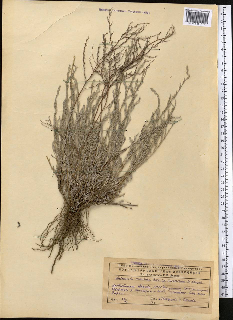 Seriphidium kasakorum (Krasch.) K. Bremer & C.J. Humphries, Средняя Азия и Казахстан, Прикаспийский Устюрт и Северное Приаралье (M8) (Казахстан)