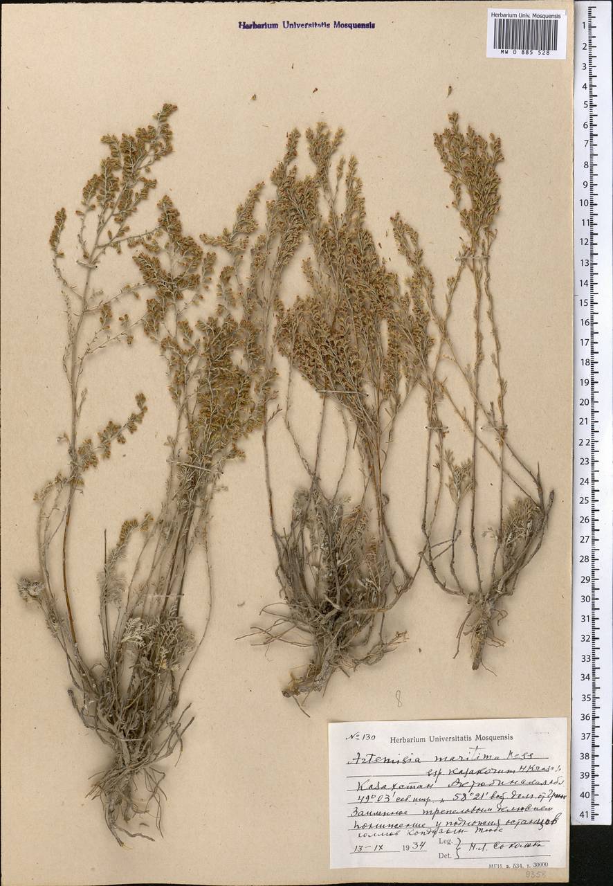 Seriphidium kasakorum (Krasch.) K. Bremer & C.J. Humphries, Средняя Азия и Казахстан, Прикаспийский Устюрт и Северное Приаралье (M8) (Казахстан)