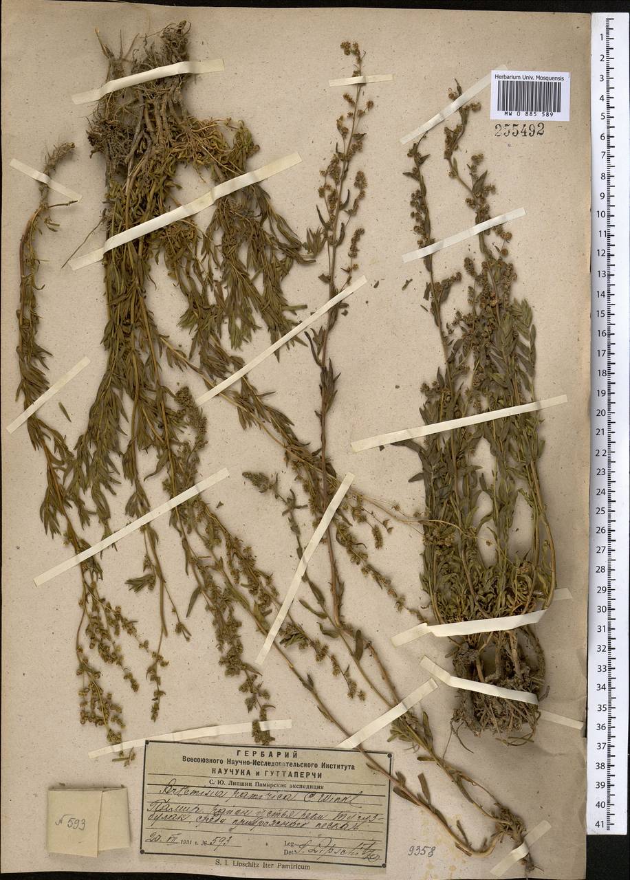 Полынь памирская C. Winkl., Средняя Азия и Казахстан, Памир и Памиро-Алай (M2) (Таджикистан)