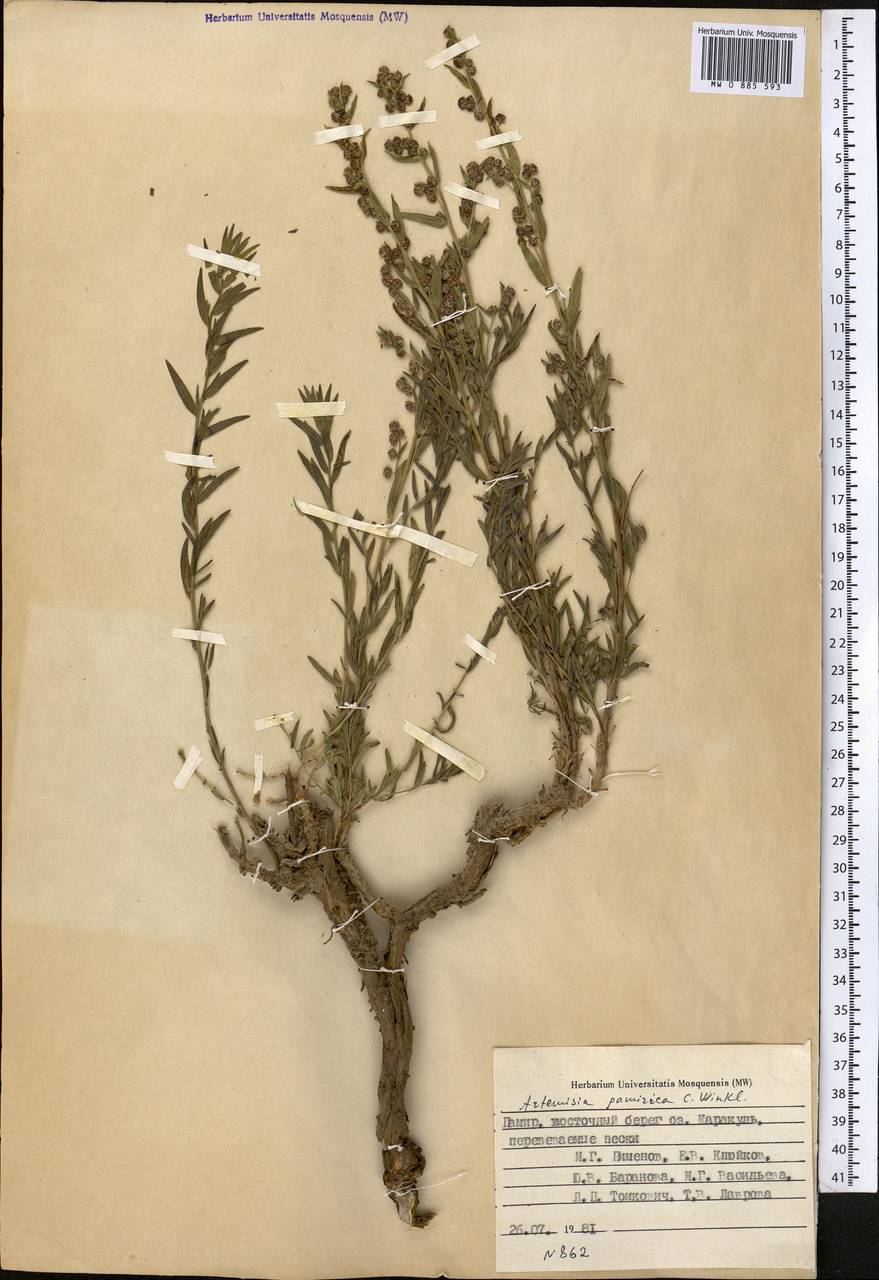 Полынь памирская C. Winkl., Средняя Азия и Казахстан, Памир и Памиро-Алай (M2) (Таджикистан)