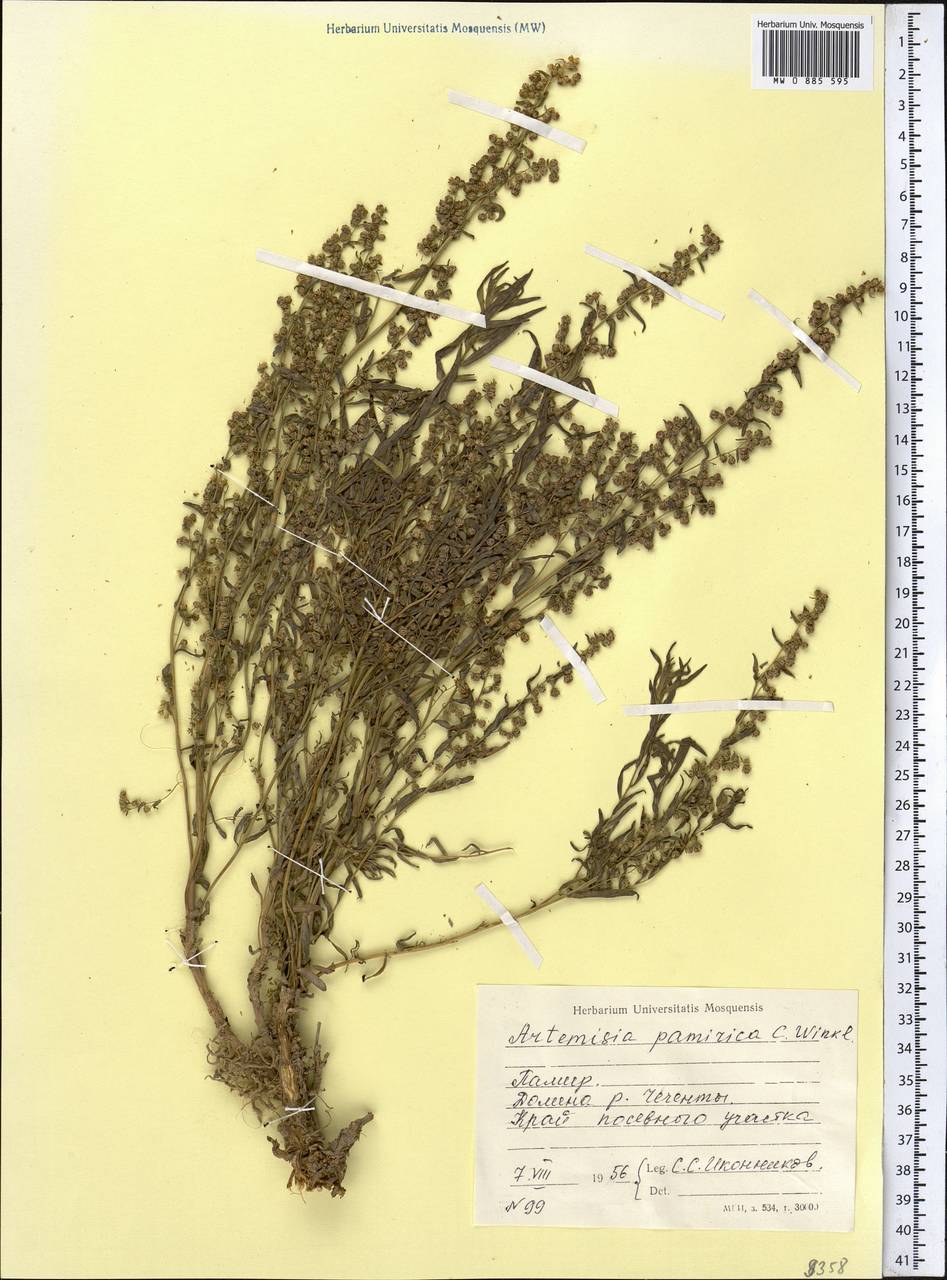 Полынь памирская C. Winkl., Средняя Азия и Казахстан, Памир и Памиро-Алай (M2) (Таджикистан)