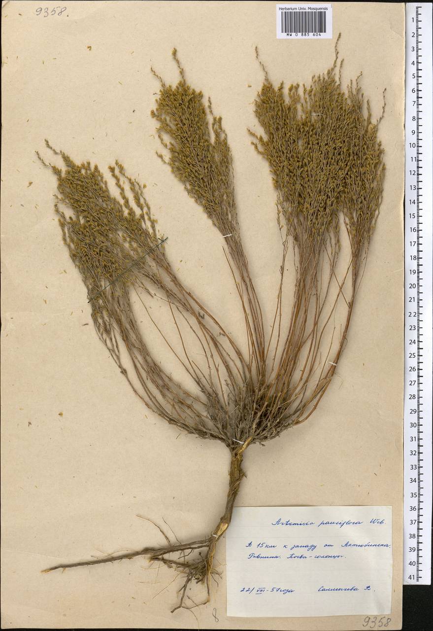 Черная Полынь Artemisia pauciflora