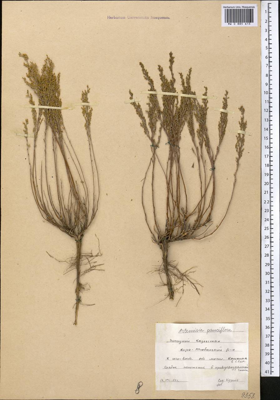 Полынь малоцветковая Ботаническая иллюстрация Artemisia pauciflora