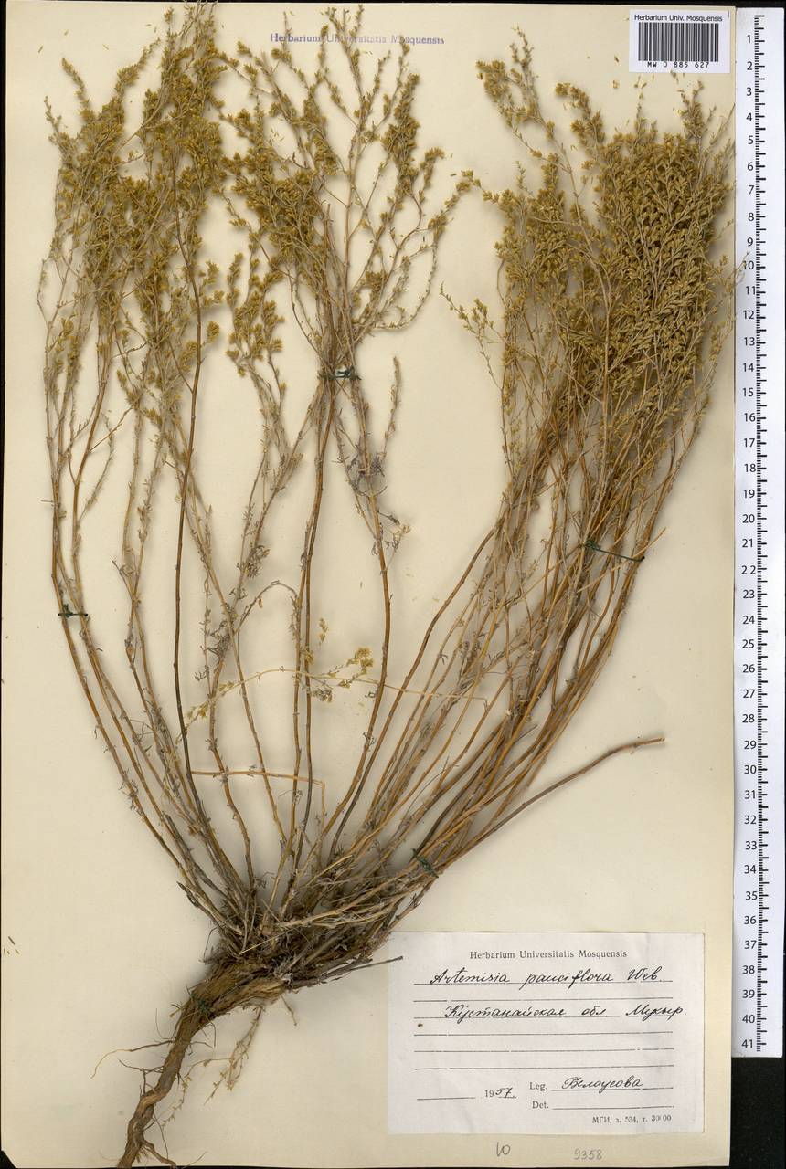 Черная Полынь Artemisia pauciflora