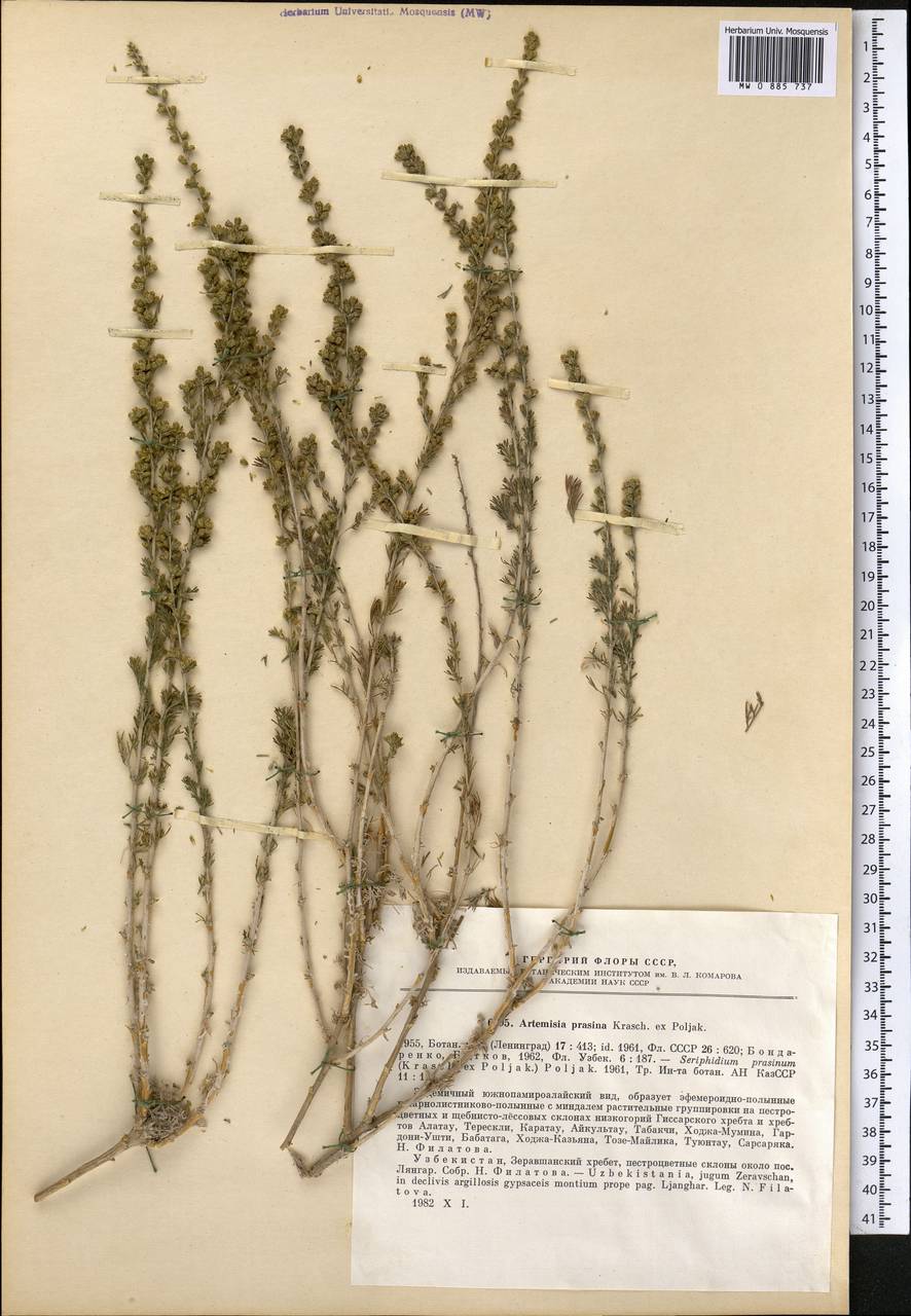 Seriphidium albicaule (Nevski) comb. ined., Средняя Азия и Казахстан, Памир и Памиро-Алай (M2) (Узбекистан)