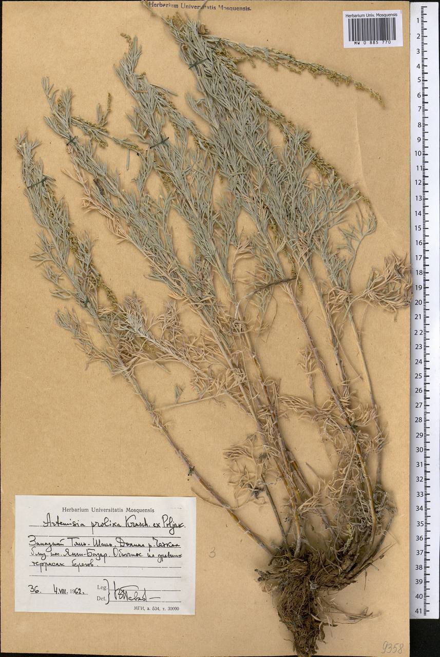 Artemisia prolixa Krasch. ex Poljakov, Средняя Азия и Казахстан, Западный Тянь-Шань и Каратау (M3) (Киргизия)