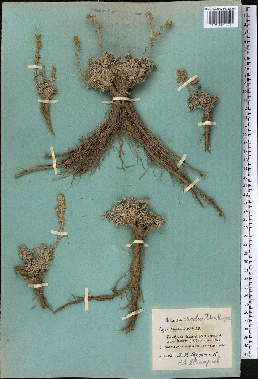 Полынь розовоцветковая Rupr., Средняя Азия и Казахстан, Памир и Памиро-Алай (M2) (Таджикистан)