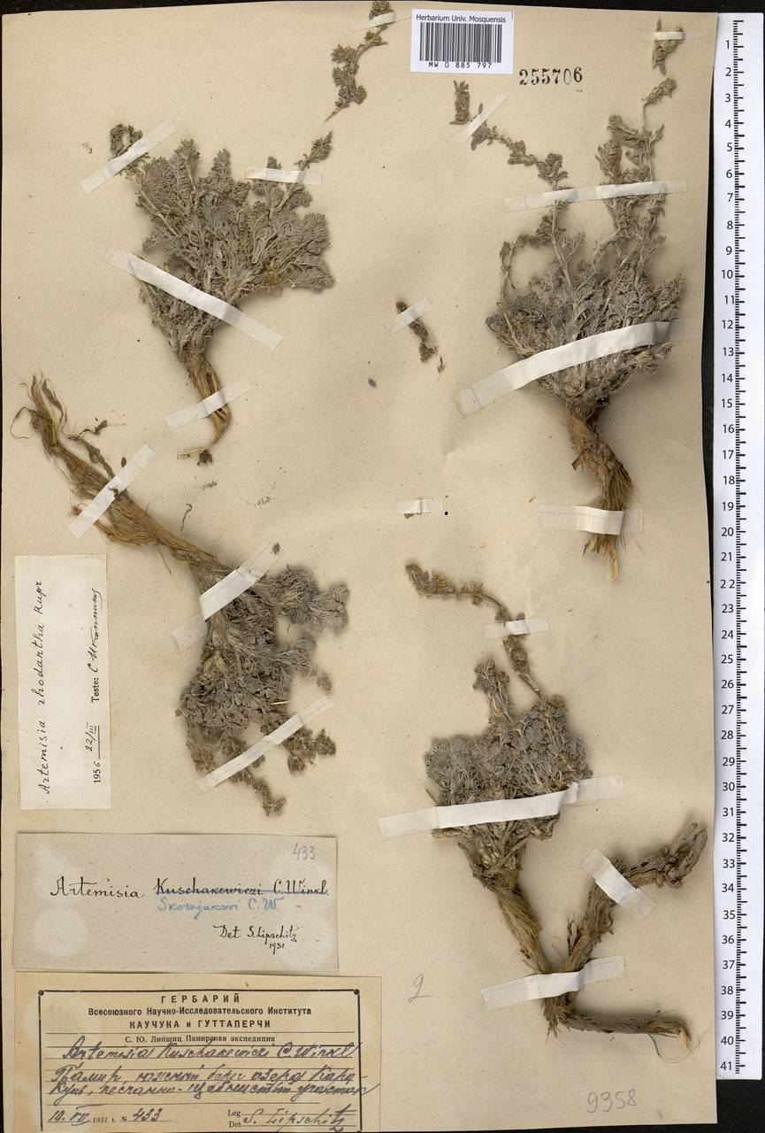 Полынь розовоцветковая Rupr., Средняя Азия и Казахстан, Памир и Памиро-Алай (M2) (Таджикистан)