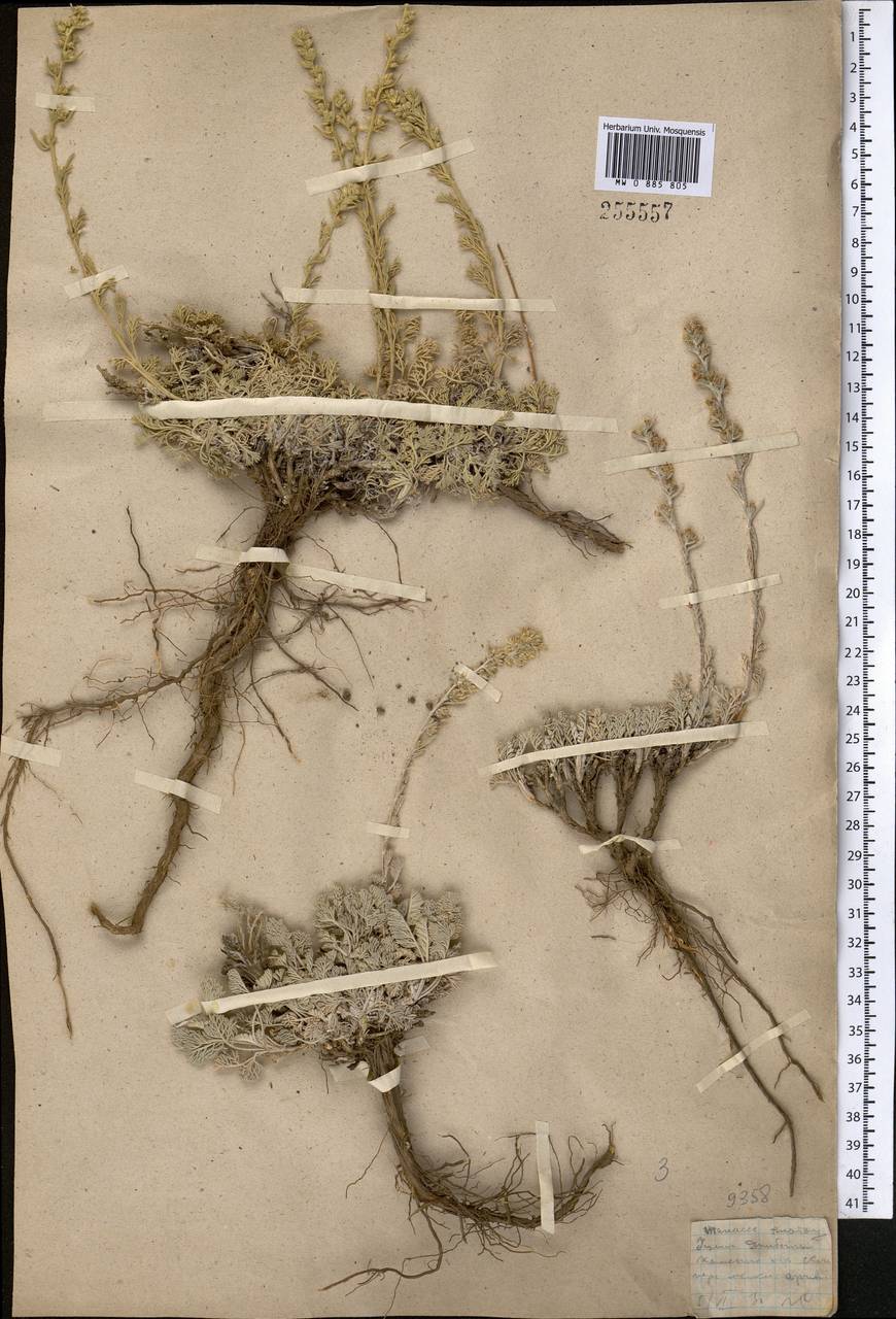 Полынь розовоцветковая Rupr., Средняя Азия и Казахстан, Западный Тянь-Шань и Каратау (M3) (Казахстан)