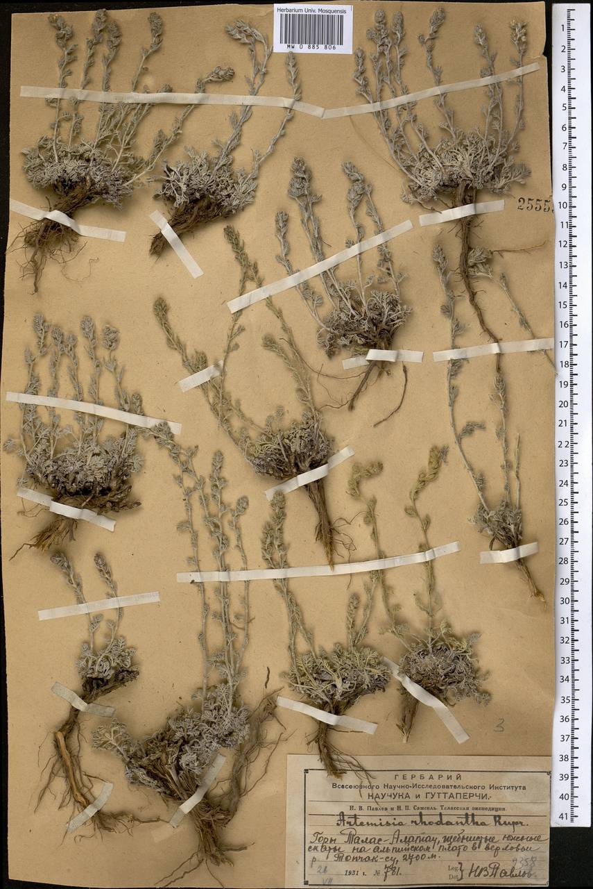 Полынь розовоцветковая Rupr., Средняя Азия и Казахстан, Западный Тянь-Шань и Каратау (M3) (Казахстан)