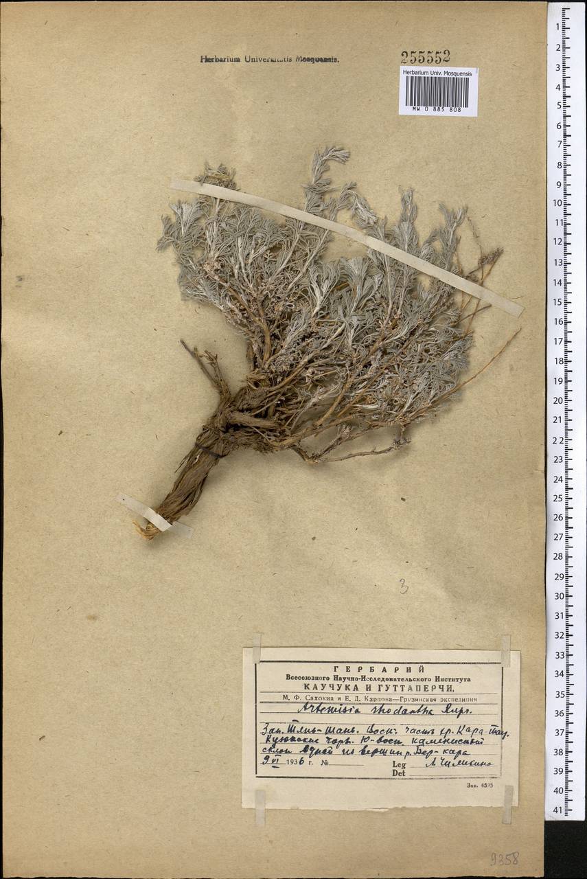 Полынь розовоцветковая Rupr., Средняя Азия и Казахстан, Западный Тянь-Шань и Каратау (M3) (Казахстан)