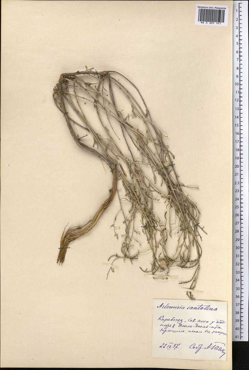 Полынь сантолинная Schrenk, Средняя Азия и Казахстан, Каракумы (M6) (Туркмения)