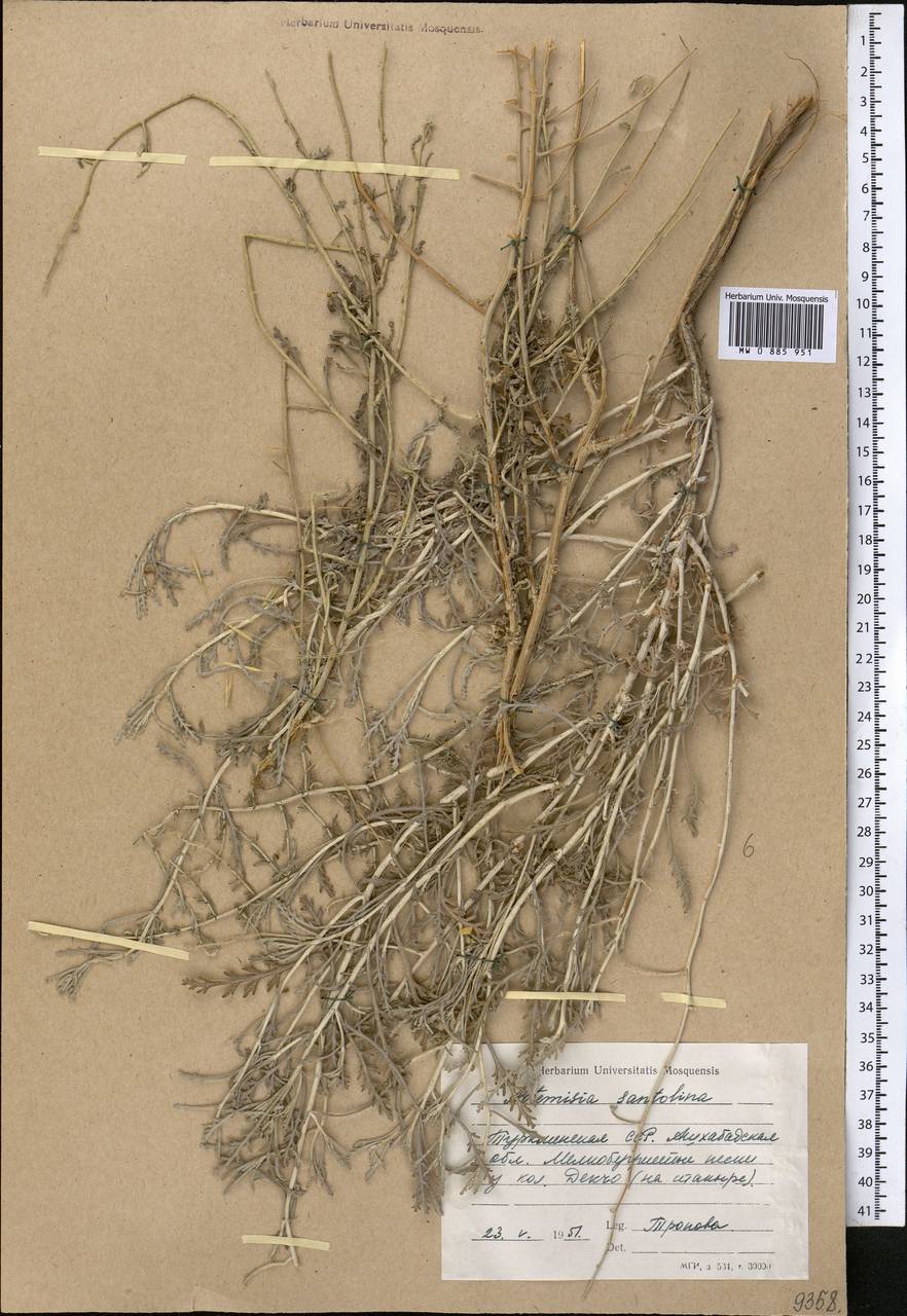 Полынь сантолинная Schrenk, Средняя Азия и Казахстан, Каракумы (M6) (Туркмения)