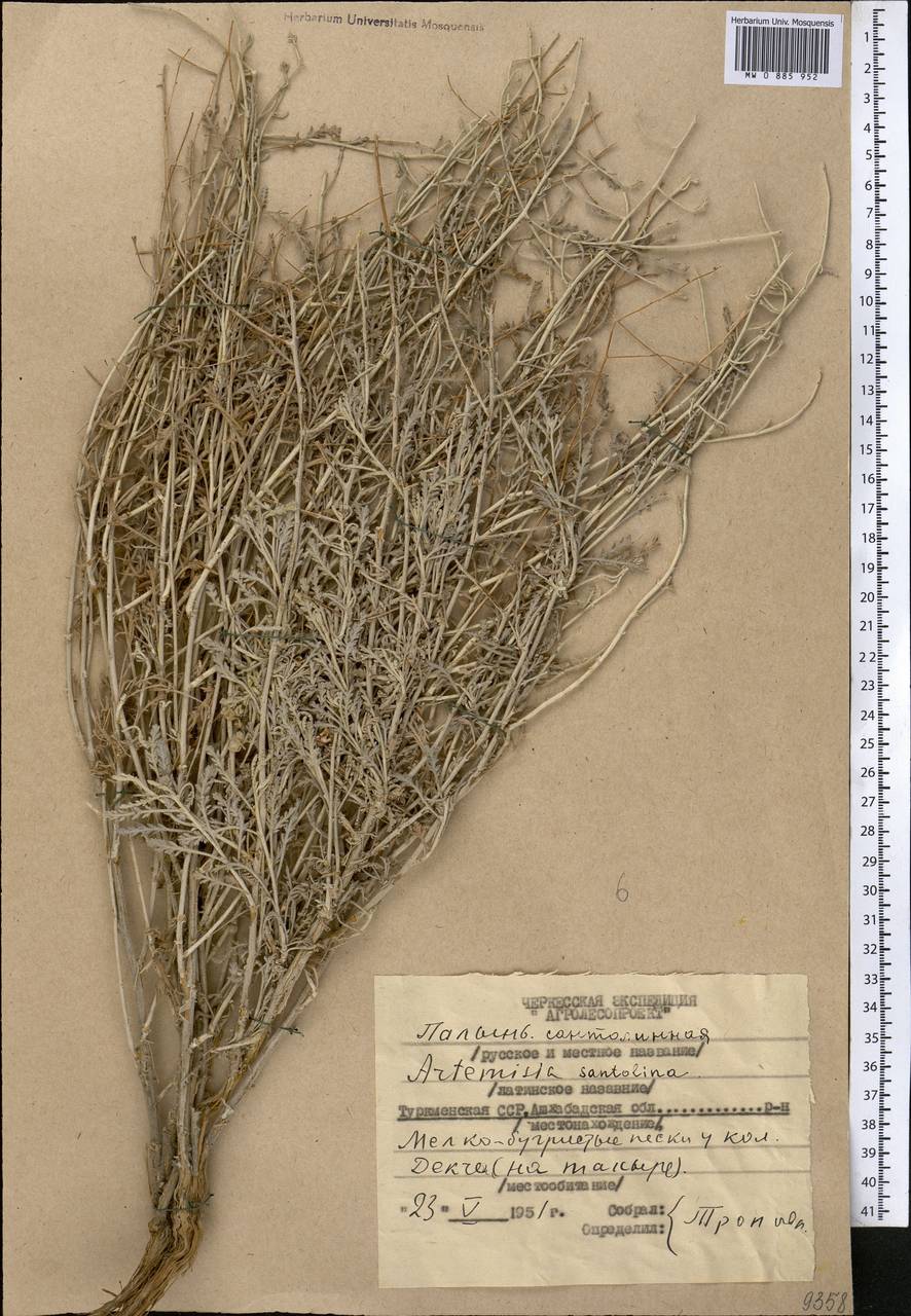 Полынь сантолинная Schrenk, Средняя Азия и Казахстан, Каракумы (M6) (Туркмения)