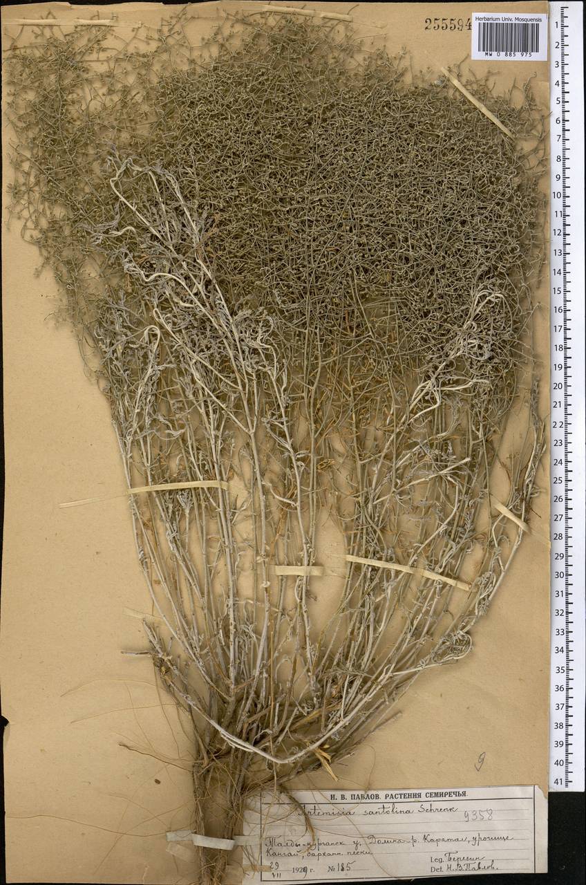 Полынь сантолинная Schrenk, Средняя Азия и Казахстан, Муюнкумы, Прибалхашье и Бетпак-Дала (M9) (Казахстан)