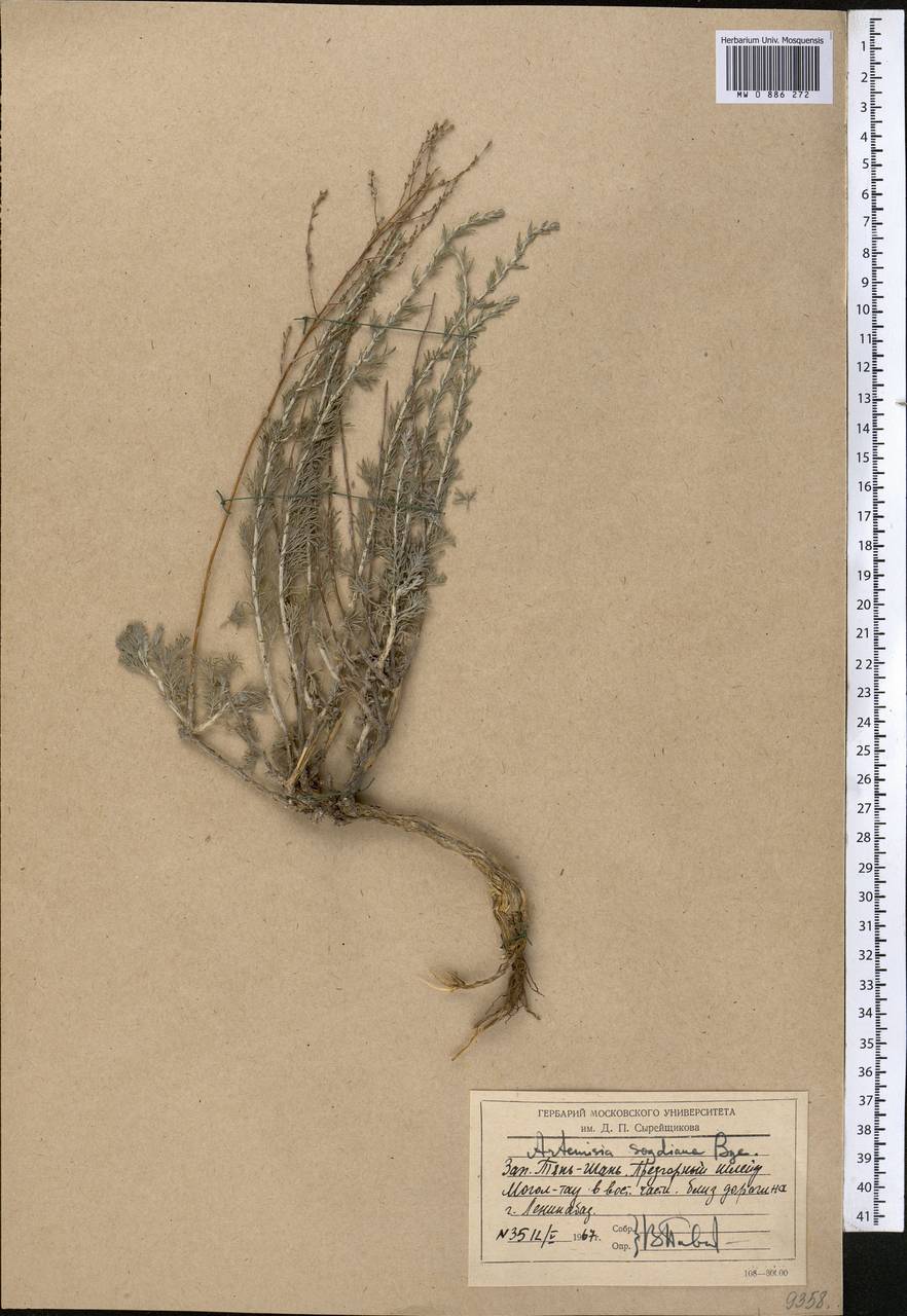 Полынь Оливера (Gay ex Bess.) Bremer & Humphries ex Y.R. Ling, Средняя Азия и Казахстан, Западный Тянь-Шань и Каратау (M3) (Таджикистан)