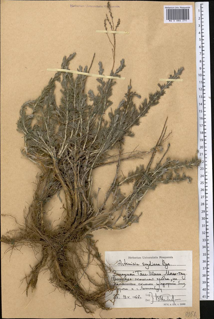 Полынь Оливера (Gay ex Bess.) Bremer & Humphries ex Y.R. Ling, Средняя Азия и Казахстан, Западный Тянь-Шань и Каратау (M3) (Таджикистан)