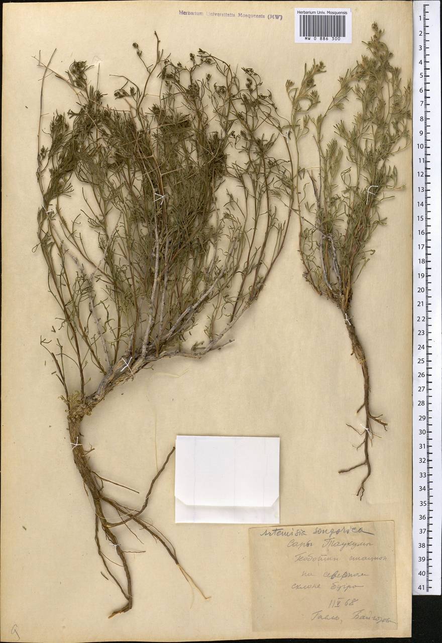Artemisia songarica