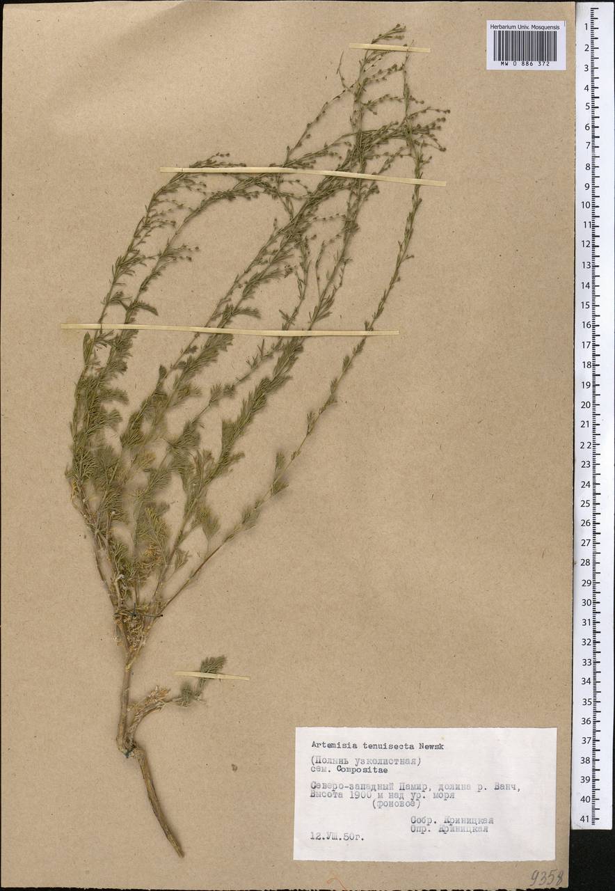 Artemisia tenuisecta Nevski, Средняя Азия и Казахстан, Памир и Памиро-Алай (M2) (Таджикистан)