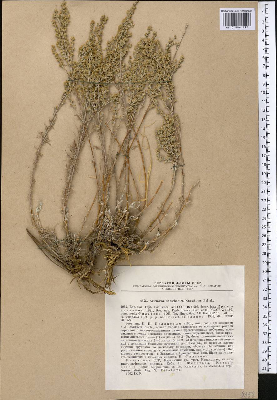 Полынь тяньшанская (Krasch. ex Poljak.) Y.R. Ling, Средняя Азия и Казахстан, Северный и Центральный Тянь-Шань (M4) (Казахстан)