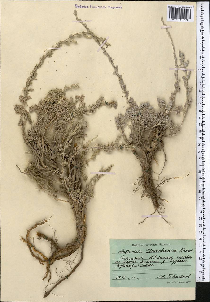 Полынь тяньшанская (Krasch. ex Poljak.) Y.R. Ling, Средняя Азия и Казахстан, Северный и Центральный Тянь-Шань (M4) (Киргизия)